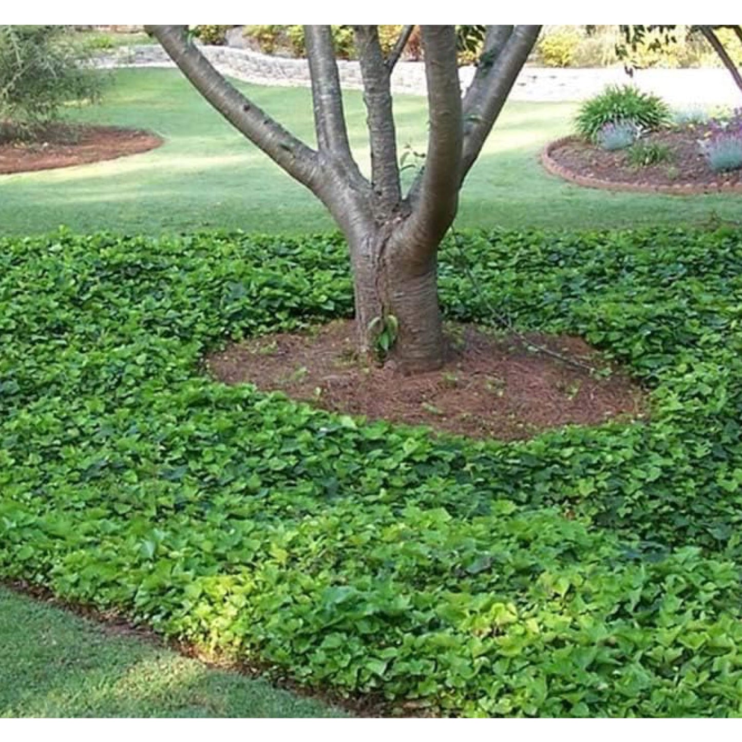 American Plant Exchange English Ivy – Live 4-Inch Potted Trailing Vine, Fast-Growing Air-Purifying Houseplant, Easy-Care Indoor & Outdoor Climbing Ivy for Hanging Baskets
