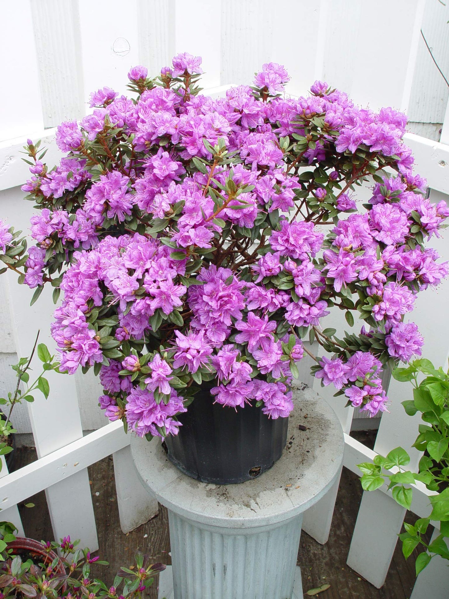 Green Promise Farms Rhododendron X GEM` Evergreen, 3-Size Container, Bluish Purple Flowers