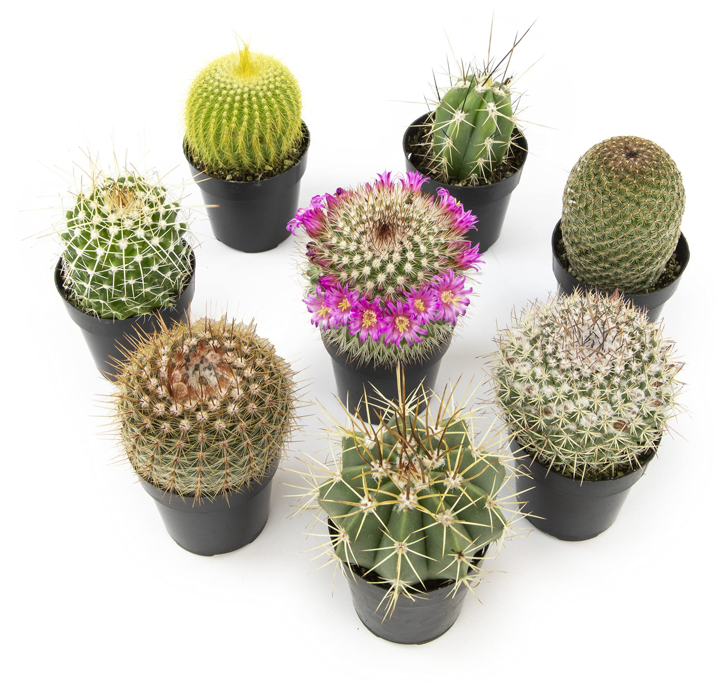 Altman Plants, Assorted Cactus Plants Live Cactus Decor (8PK), Cactus Plant Live Succulents Plants Live in Cactus Soil Potting Mix, Live Cacti Plants Live Succulent Plants Live Plants in Cactus Pot