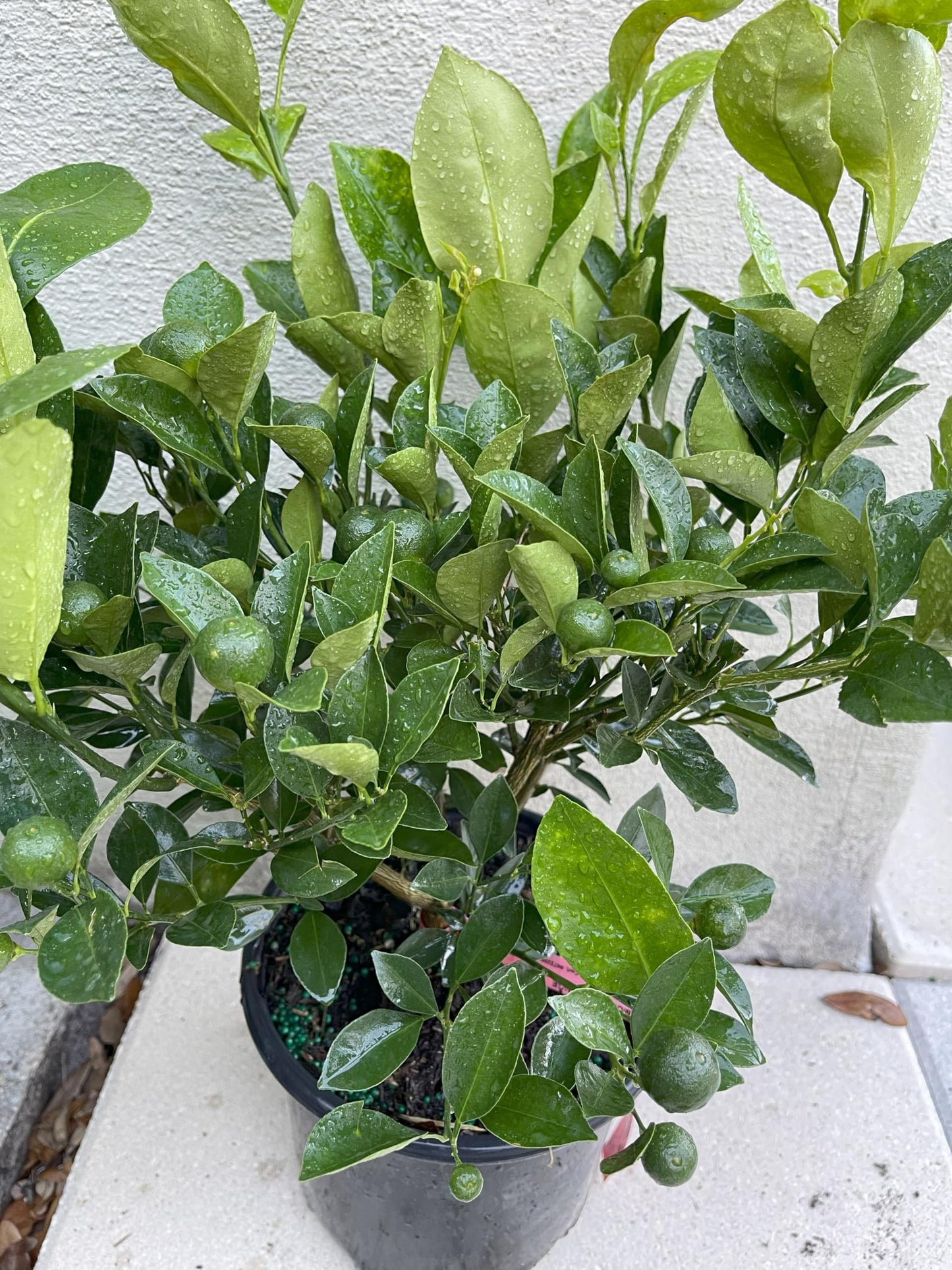 1 Live Citrus Plant, 16 to 24 inches Tall, 1 Gallon Pot, Fragant Smell with Blooming Flowers or Fruits - Cannot Ship to CA, TX, AZ, LA, HI (Calamondin)