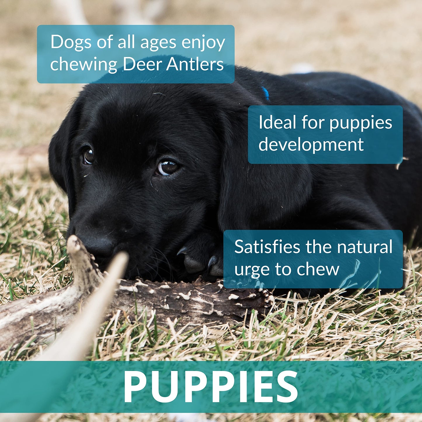 Two Antler Chews for Puppies, SMALL, Sustainable, Naturally Shed, Deer Antlers, Puppy Toys, Small Dog Toys