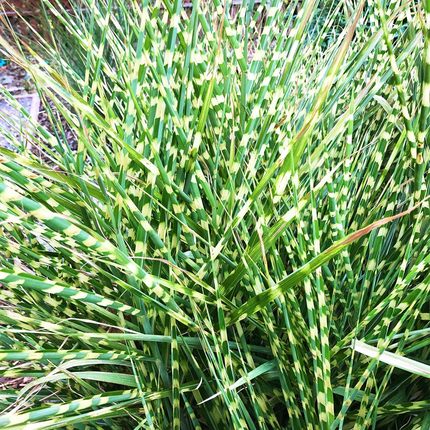 Bloomingbulb Ornamental Grass, Zebra Grass, Outdoor Planting, Decorative Garden, 3 Root Divisions, Zones 4-9a