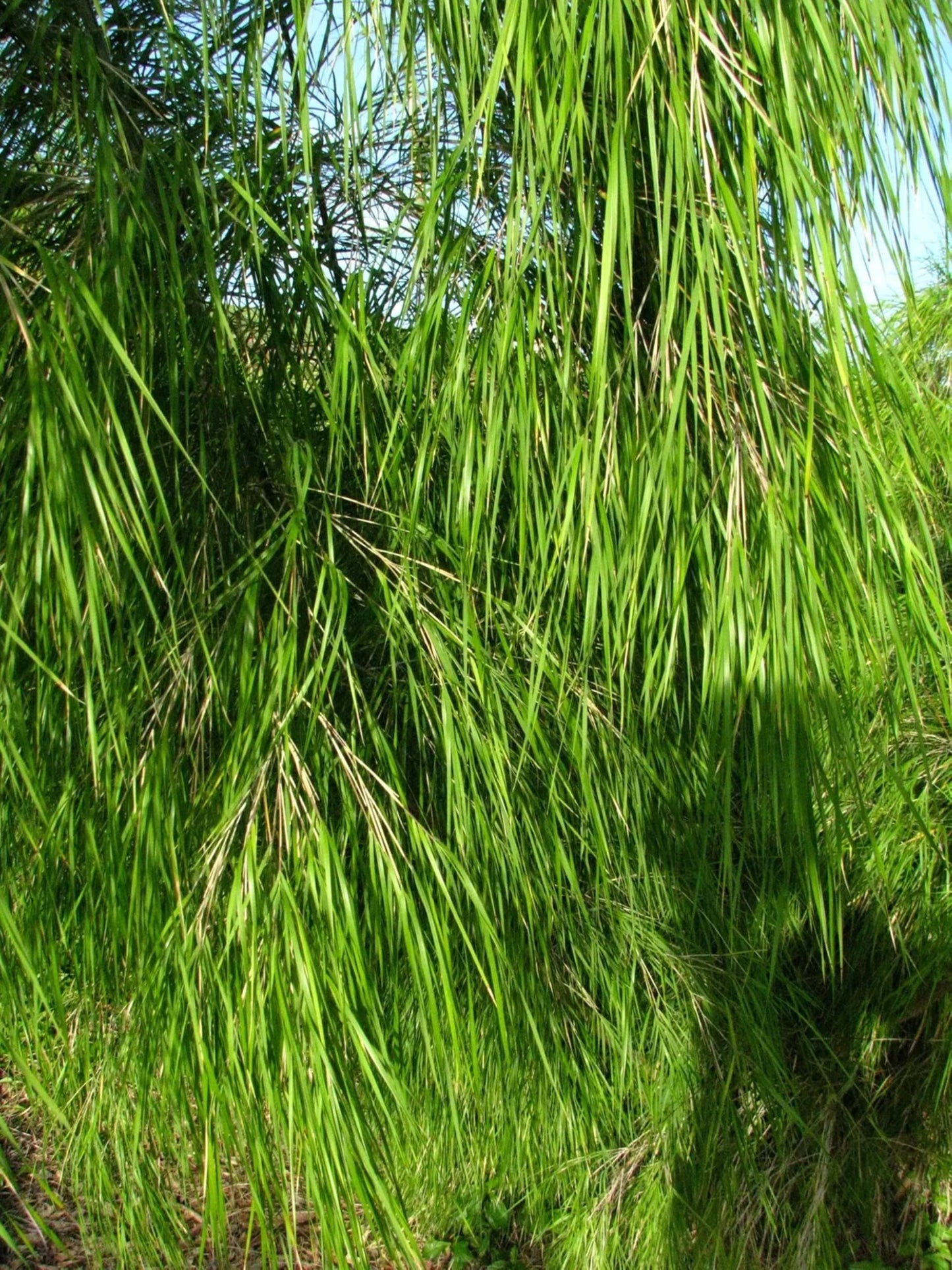 50 Mexican Weeping Bamboo Seeds Perennial Ornamental Seed Privacy