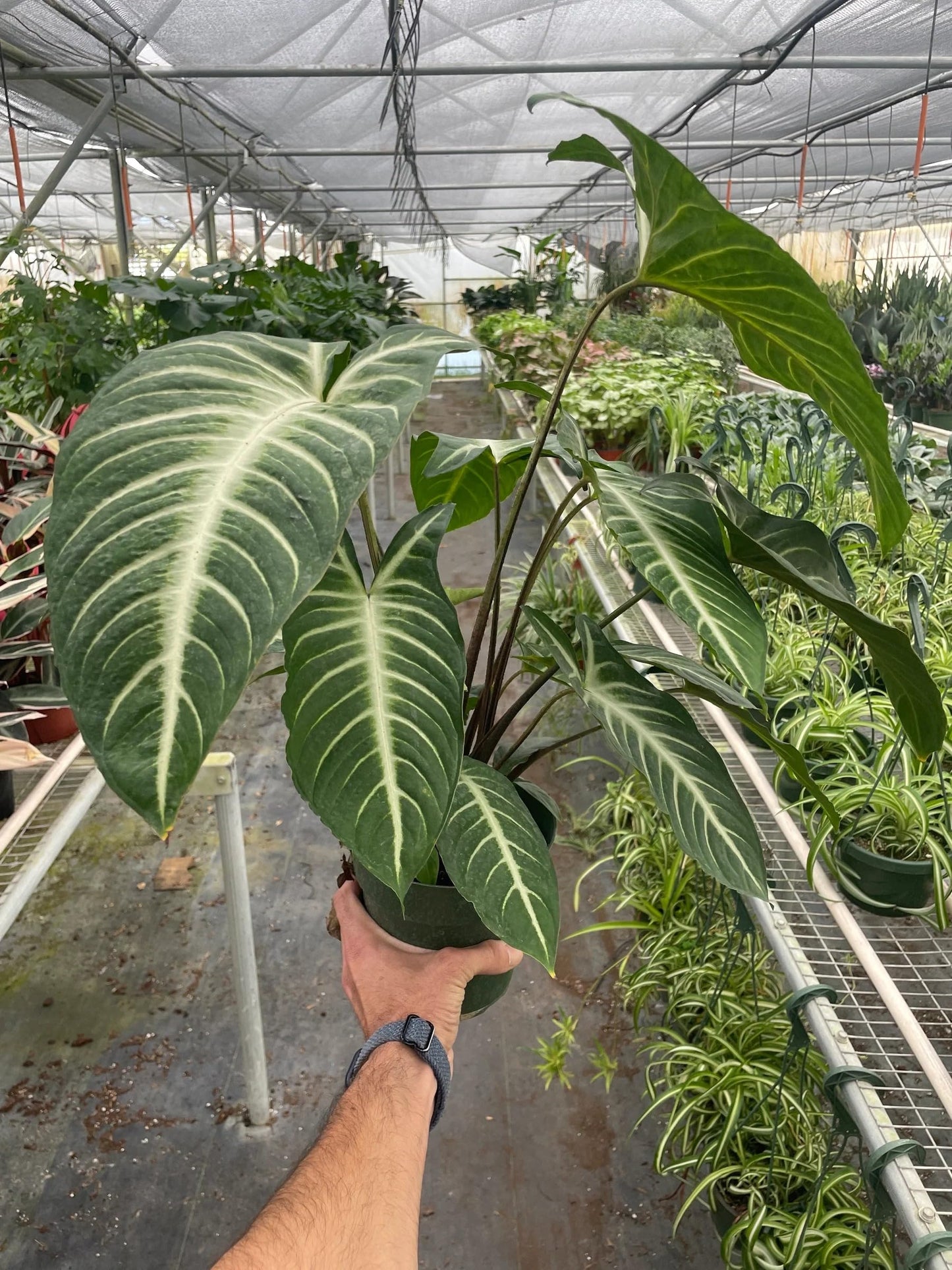 Xanthosoma 'Lendenii' | Live Plant for Indoor & Outdoor | for Living Room, Office, Bathroom | (6" Pot)