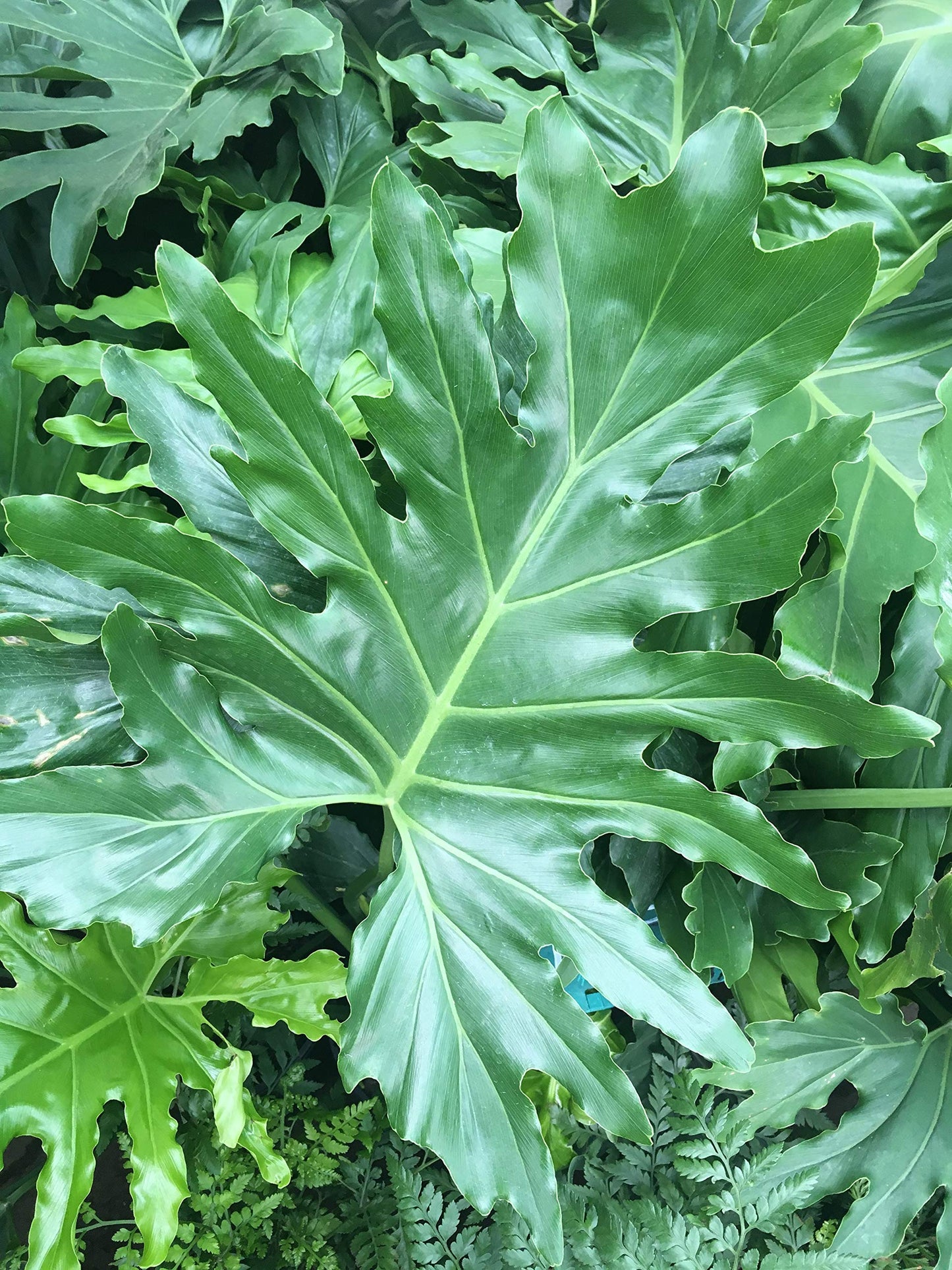 Split Leaf Philodendron - Live Plant in a 3 Gallon Growers Pot - Philodendron Selloum - Slow Growing Evergreen Indoor or Outdoor Houseplant