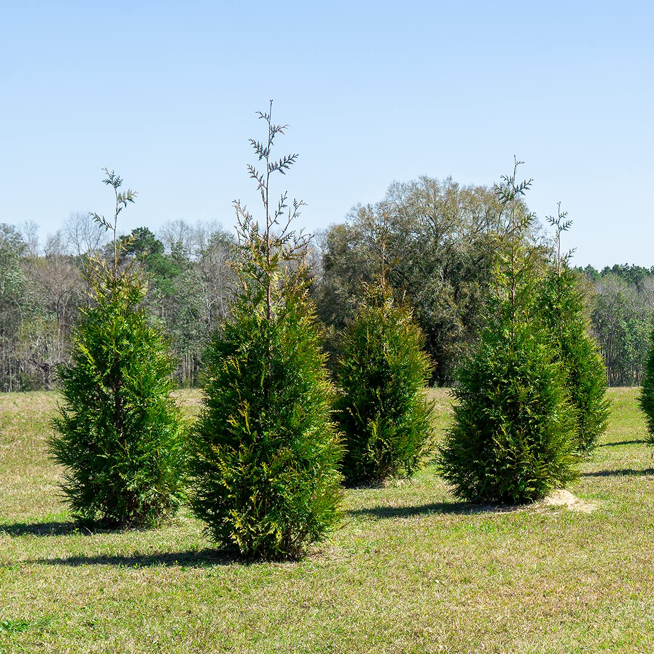 Perfect Plants Thuja Green Giant 1 Gallon 5-Pack | Privacy Evergreen Arborvitae | Adaptable Lush Green Foliage