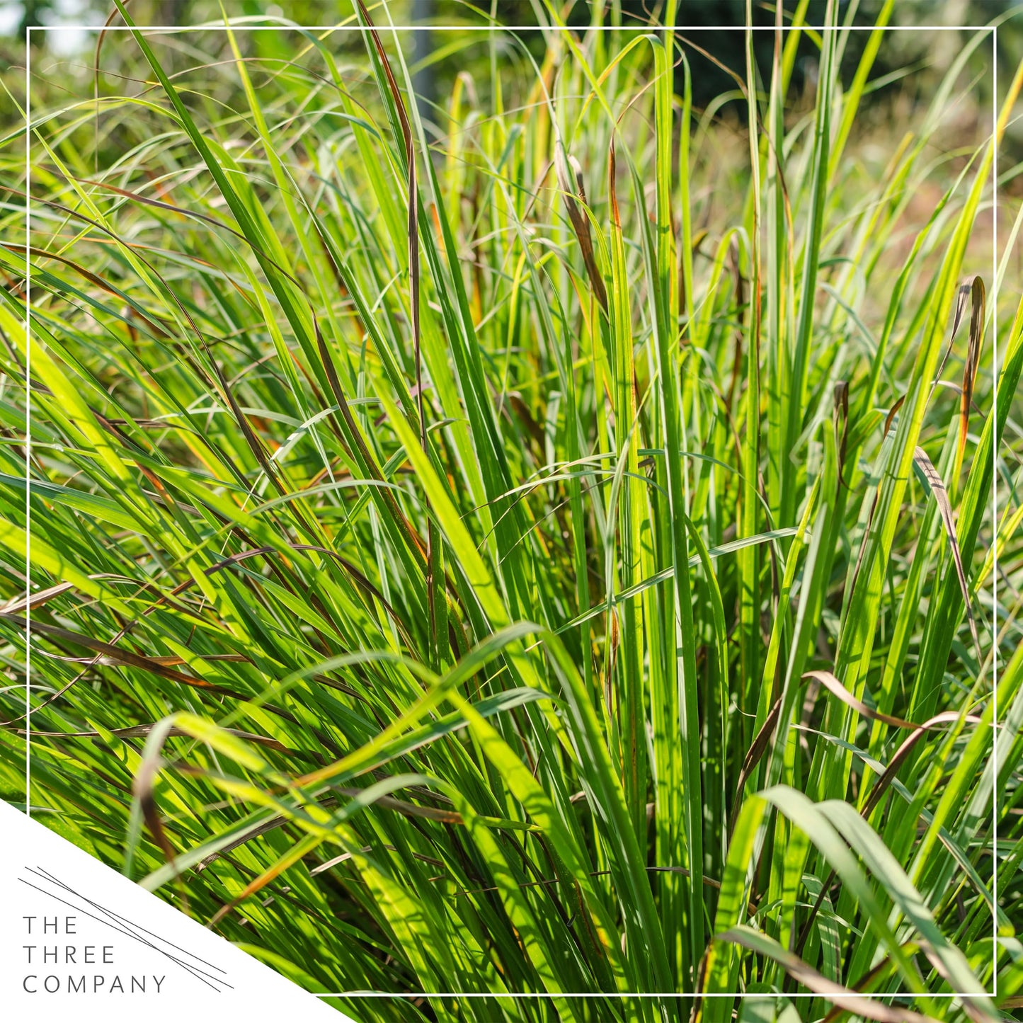 Live Healthy Lemongrass - Wards Off Pests - Natural Mosquito Repellant - 10" Tall by 5" Wide in 1.5 Quart Pot