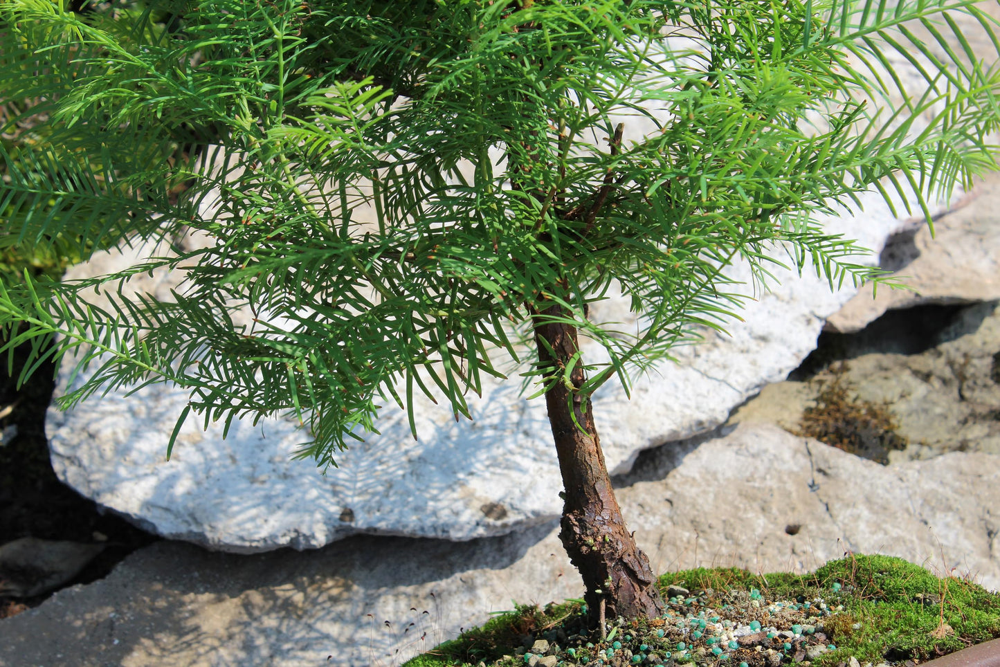 Brussel's Bonsai - Live Dawn Redwood Bonsai Tree in Ceramic Bonsai Pot, Outdoor Bonsai Tree Live Plant, 3 Years Old, 14-20 Inches Tall, Easy Care Bonsai for Patio Garden (Medium)
