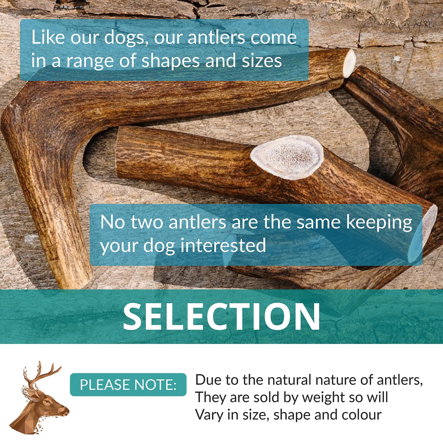 Two Antler Chews for Puppies, SMALL, Sustainable, Naturally Shed, Deer Antlers, Puppy Toys, Small Dog Toys