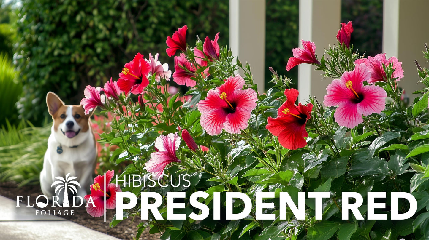 Hibiscus President Red | 3 Live Plants | Hibiscus Rosa-Sinensis | Vibrant Red Blooms | Tropical Garden Beauty | Eye-Catching Flowering Shrub
