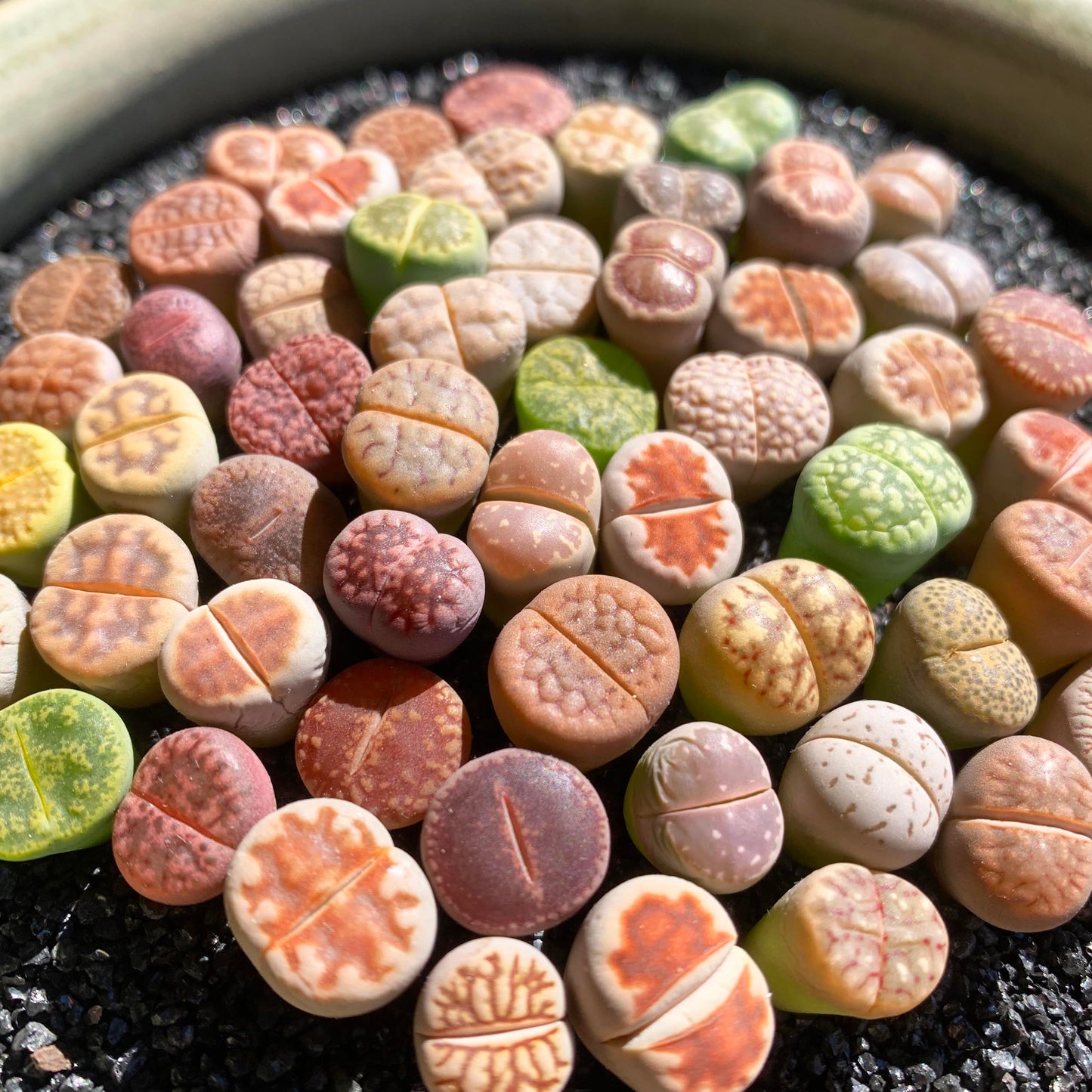 Lithops Random Mix Rare Live Succulent Plants, 30/50/100 Pcs Succulent Live Plant, Bare Root Without Pot Soil, Garden Indoor Office, Friend Plant Lovers Gifts (Normal 100pcs)