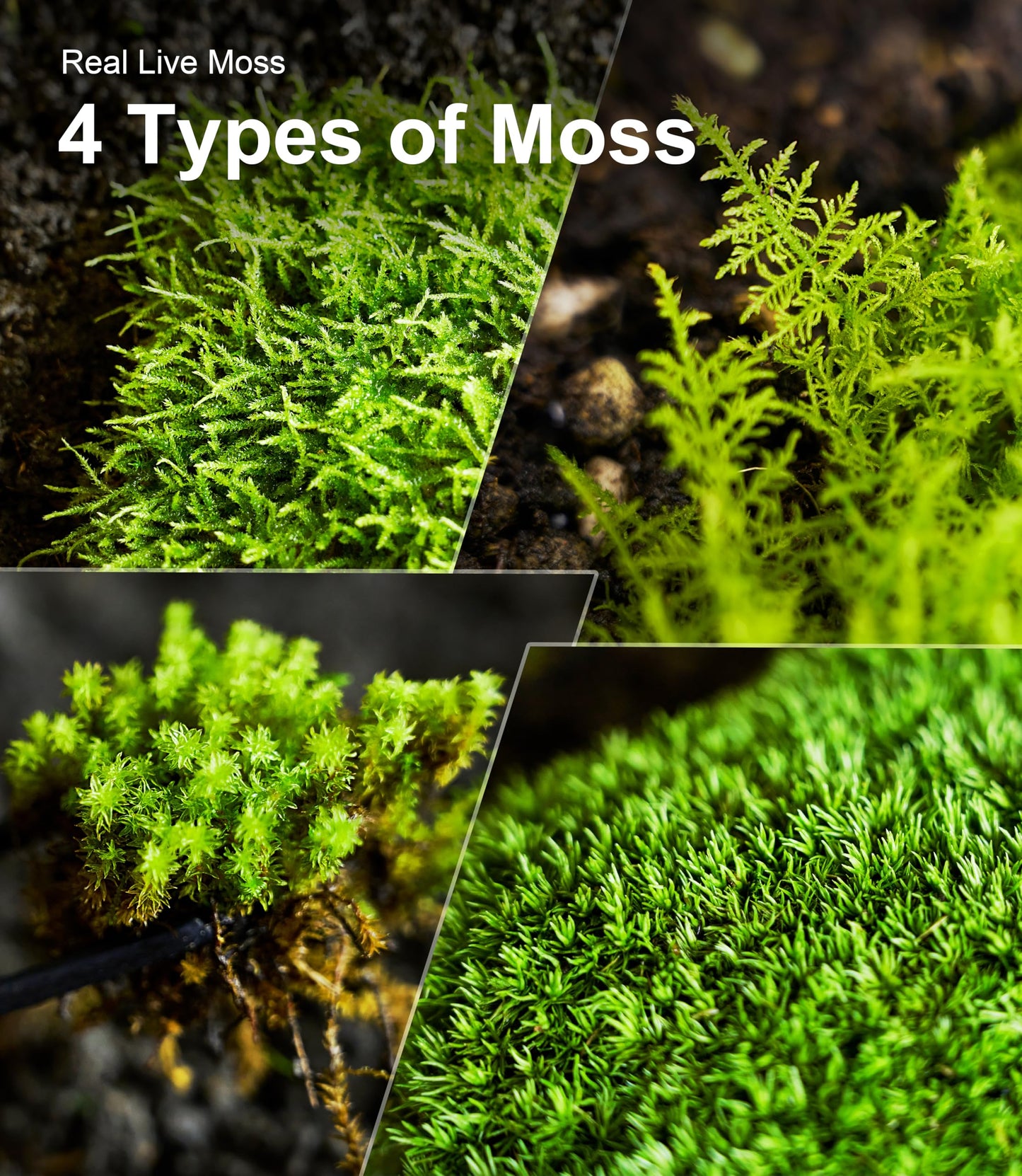 Live Moss 4-Pack (Each 3.5"x7") – Real Mixed Moss for Terrariums, Reptile Habitats, Fairy Gardens & Potted Plants – 4 Random Varieties, Easy to Revive, Natural Green Decor