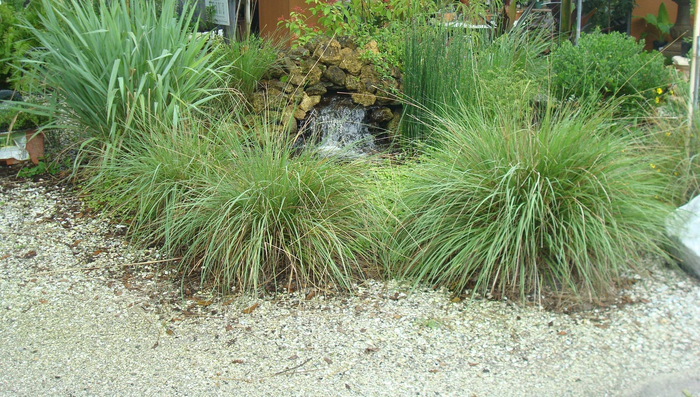 Dwarf Fakahatchee Grass I 1 Large Trade Gallon Size Plant I Tripsacum Floridanum I Live Premium Quality, Low-Maintenance Ornamental Grass for Landscaping, Gardens, and Containers - Fast-Growing