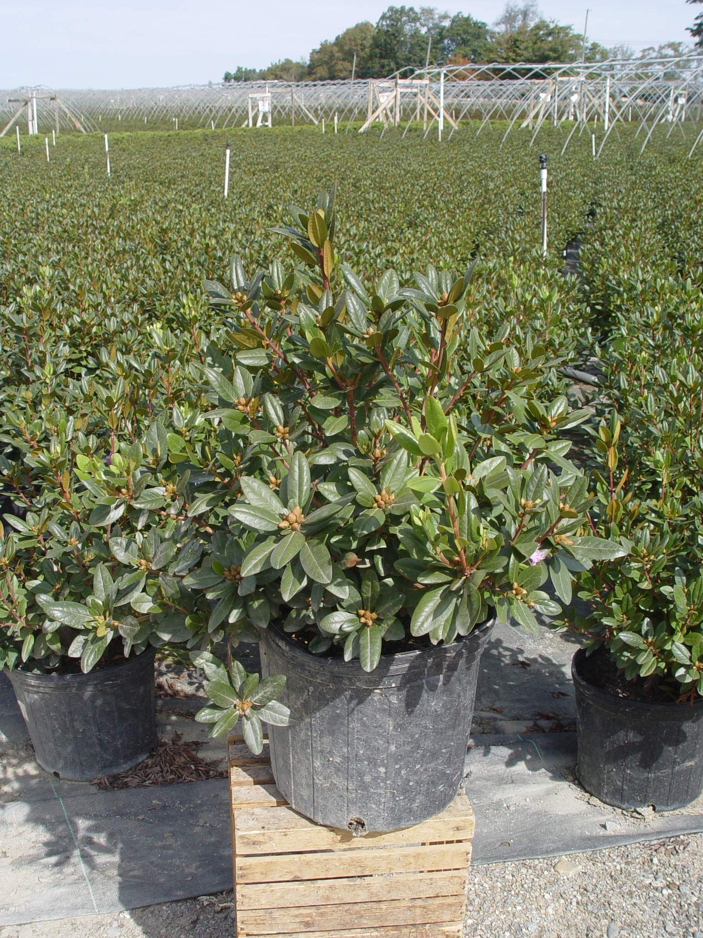 Live Plant, Rhododendron X `PJM Elite` Evergreen Lavender Flowers, 3-Gallon Fully Potted Plant Bush from Green Promise Farms