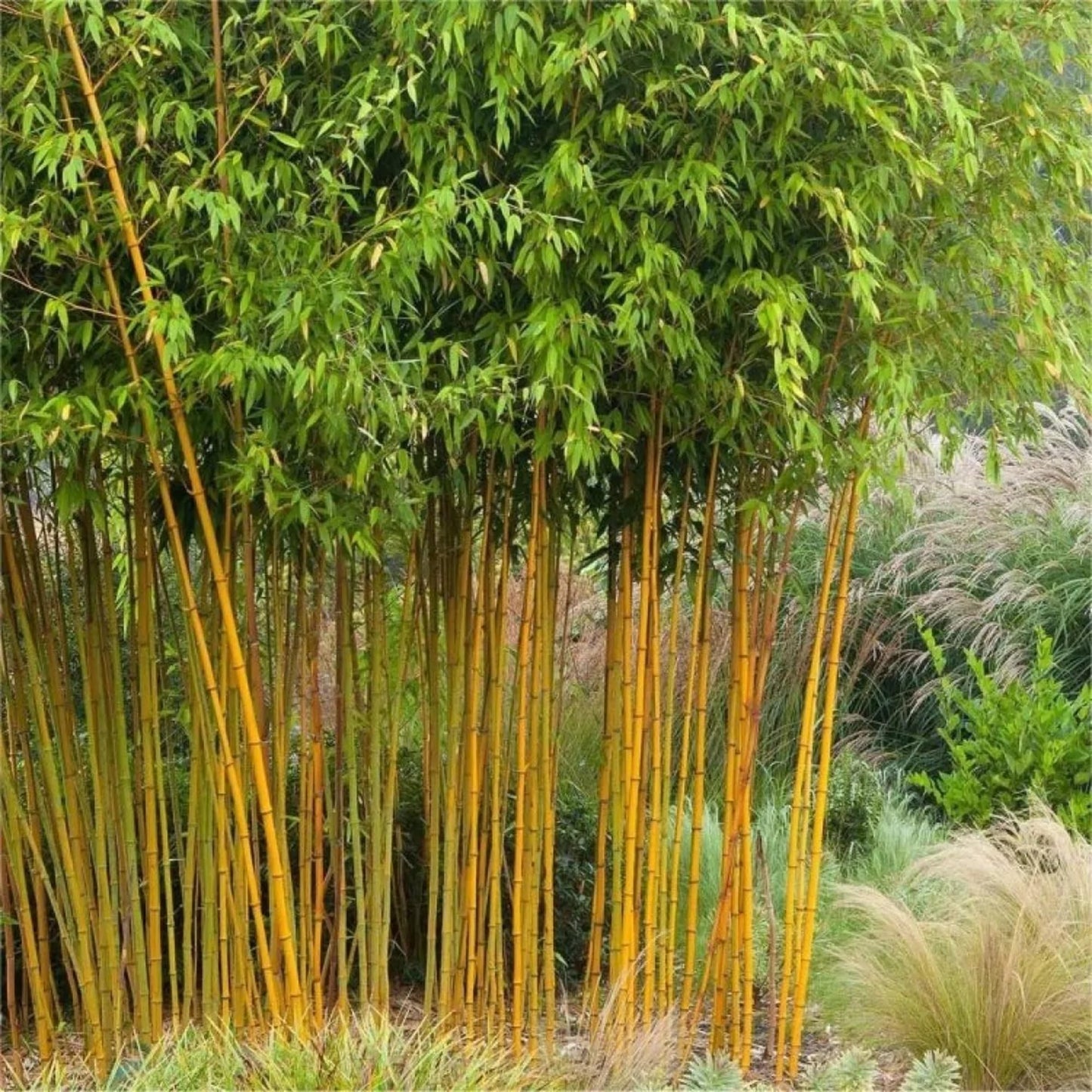 50 Yellow Groove Bamboo Seeds Perennial Ornamental Seed Privacy
