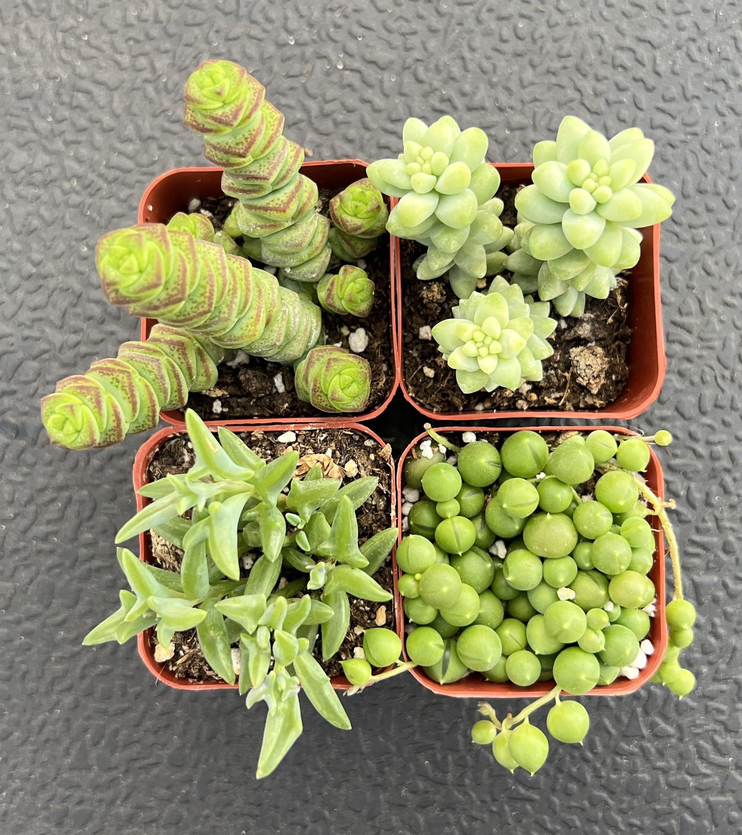 Sprout N Green Trailing Succulent Collection, 4 String Succulent Plant Fully Rooted in 2inch Starter Pot, Home Office Indoor Outdoor Wedding Decoration DIY Projects Party Favor