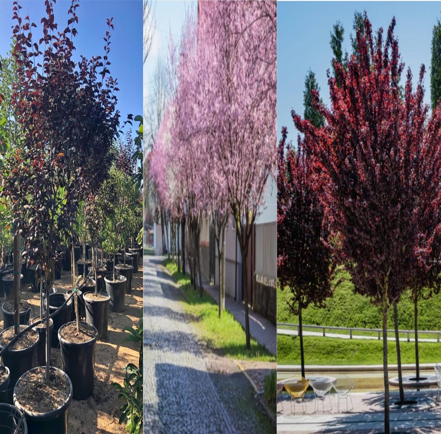 Krauter Vesuvius Purple Leaf Plum Tree 5-7 Feet Tall, Fruit-Bearing, Ready for Your 15 Gallon Container or Ground Planting, Live Plant with Shipping Pot