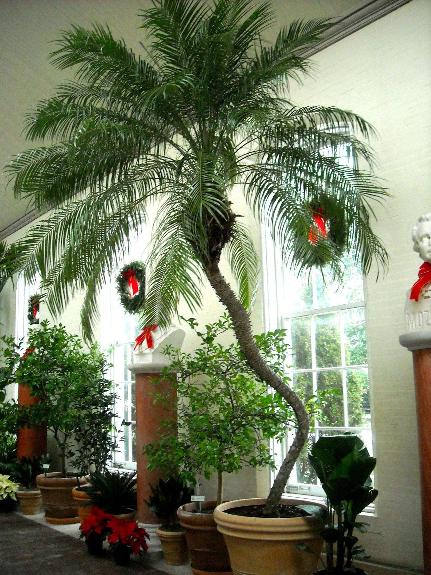 Phoenix Roebelenii Palm | Extra Large Trade 3 Gallon Plant | Phoenix Roebelenii | Tropical Foliage, Low Maintenance, Indoor Outdoor Decor, Air Purifying, Fast Growing, Ornamental Shade Tolerant