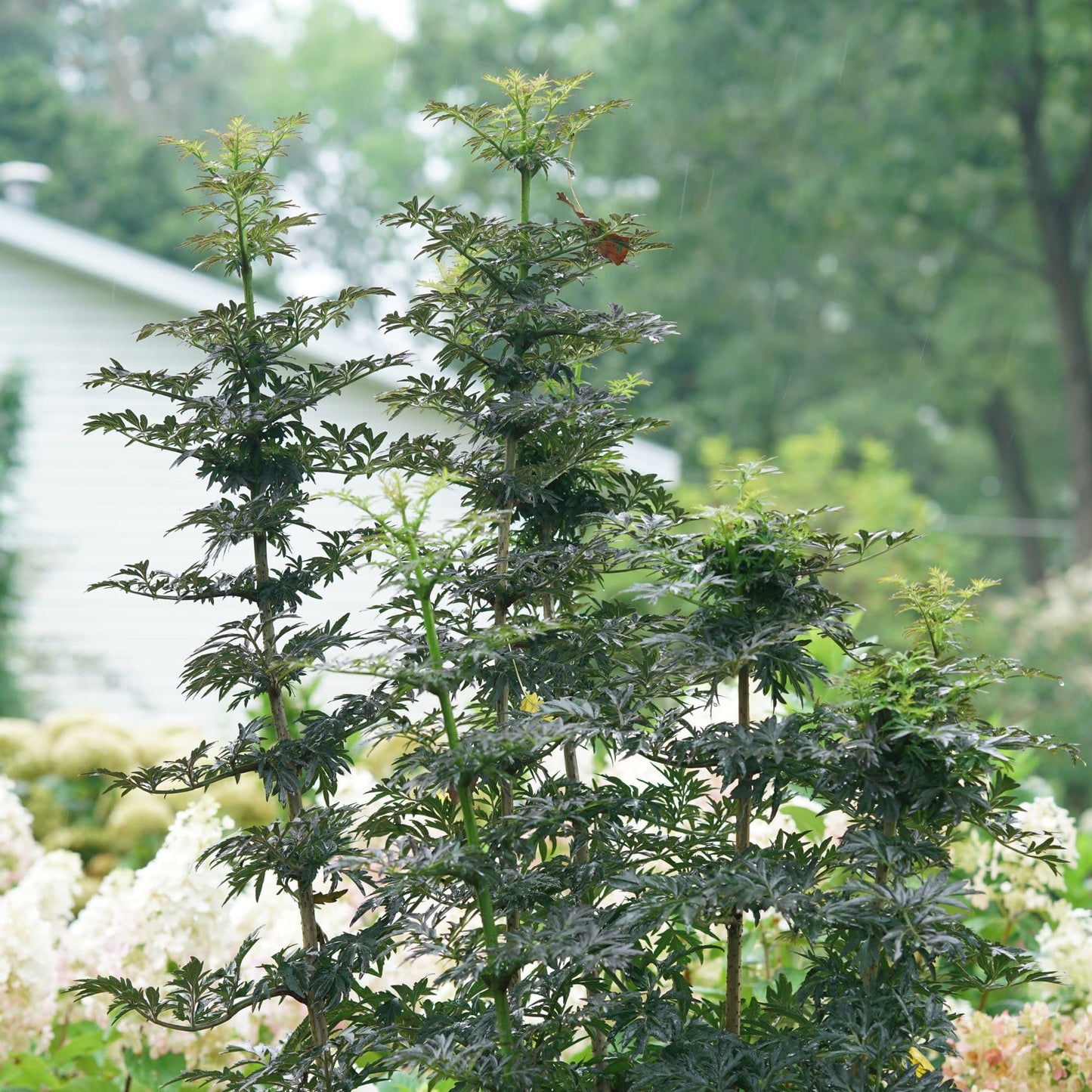 Proven Winners Laced Up Elderberry (Sambucus nigra) Live Plant, 4.5" Qt