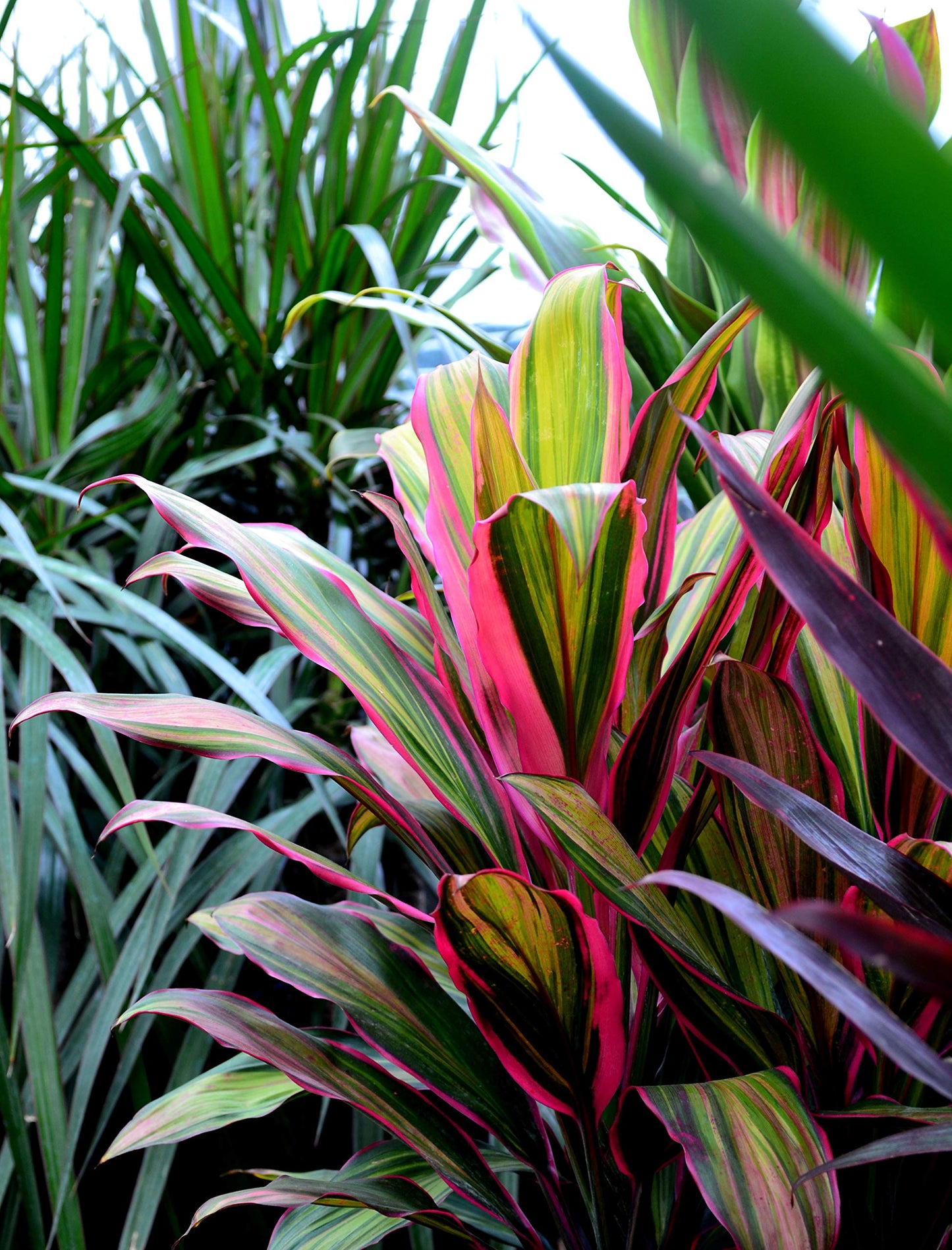 Cordyline Kiwi Ti Plant - Live Plant in an 10 Inch Growers Pot - Cordyline Fruticosa 'Kiwi' - Florist Quality Beautiful Indoor Outdoor Air Purifying Houseplant