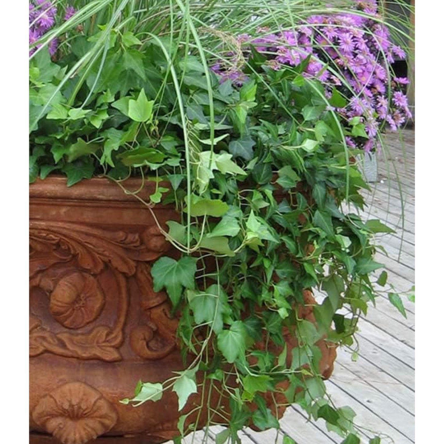 American Plant Exchange English Ivy – Live 4-Inch Potted Trailing Vine, Fast-Growing Air-Purifying Houseplant, Easy-Care Indoor & Outdoor Climbing Ivy for Hanging Baskets