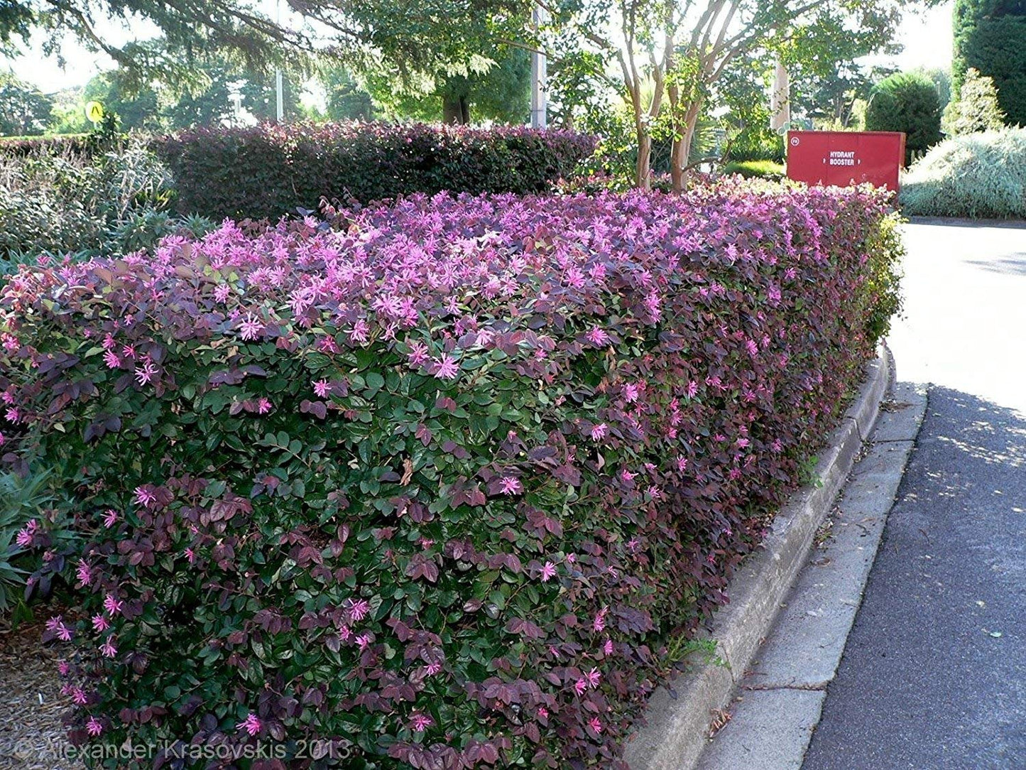 Loropetalum Plum Delight | 60 Live Plants | Loropetalum chinense VAR. rubrum | Evergreen Shrub for Landscaping | Purple Foliage Accent Plants for Gardens