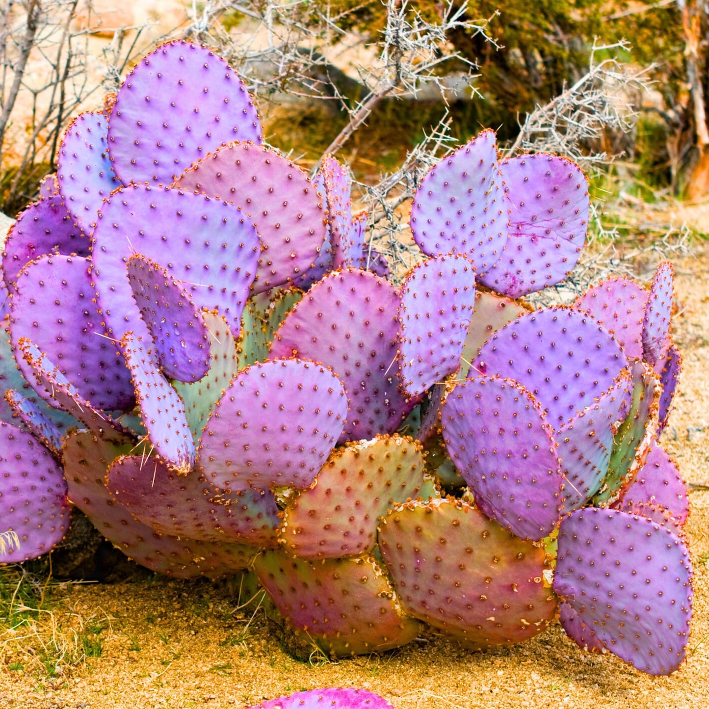 Live Purple Prickly Pear Cactus Plant for Planting, 8 Months Old, 4 to 6 Inch Potted Cactus Plant, Hardy Succulent for Home or Garden