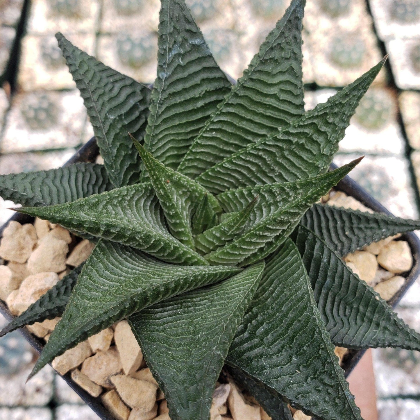Haworthia limifolia spiralis Cacti Cactus Succulent Real Live Plant