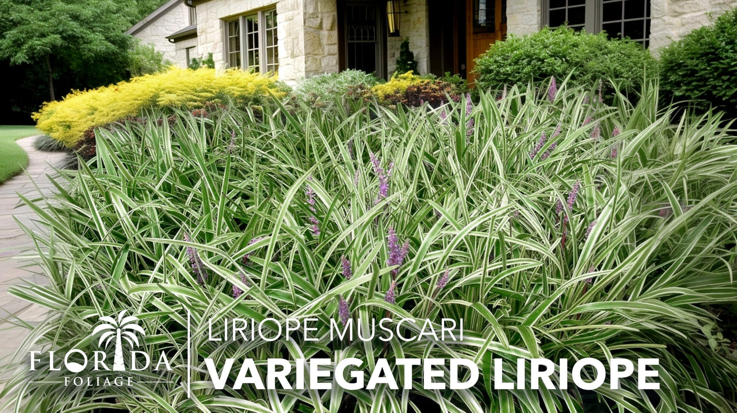 Variegated Liriope | 12 Quart Size Plants | Liriope Muscari | Ground Cover, Ornamental Grass, Shade Tolerant, Low Maintenance, Evergreen Foliage, Border Accent, Drought Tolerant, Perennial Beauty