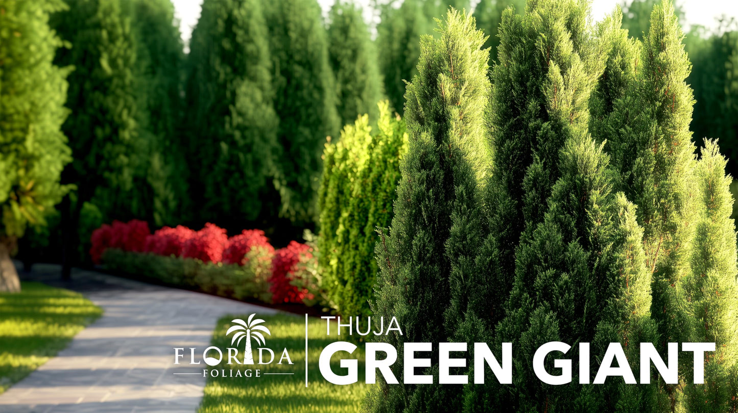 Green Giant Arborvitae | 1 Large Trade 3 Gallon Tree | Thuja Plicata | Live Evergreen Privacy Screening Plants