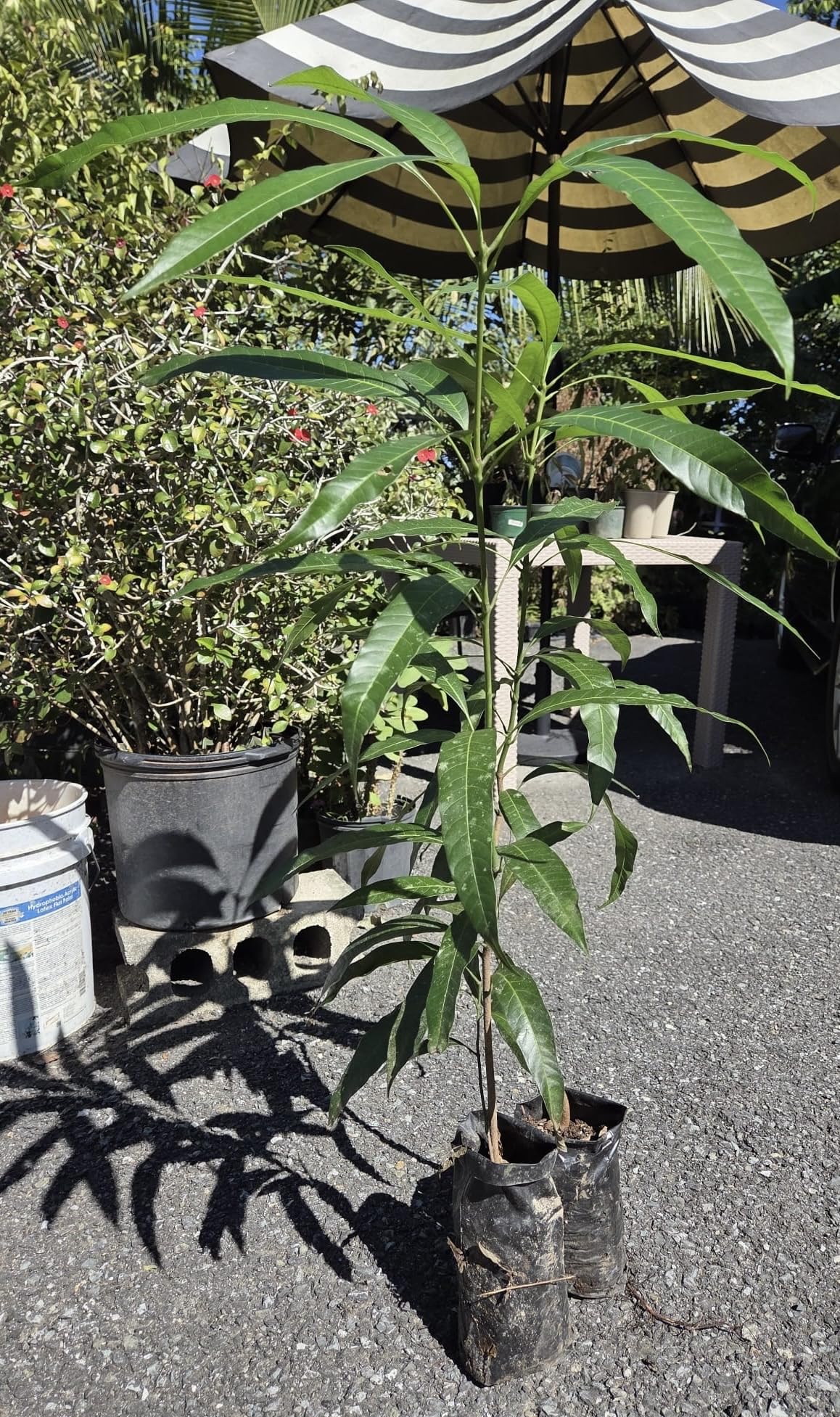 Honey Kiss Mango Tree – 1.5-2 Feet Tall, Naturally Seed Grown | Live Dwarf Tropical Fruit Tree (Mangifera Indica) | Compact, Container-Friendly Variety | Sweet, Fiberless Honey Like Mango