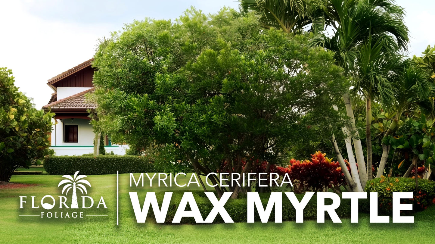 Wax Myrtle | 10 Live Plants | Myrica Cerifera | Fast Growing Shrub, Privacy Screen, Evergreen Foliage, Ornamental, Drought Tolerant, Low Maintenance, Garden Landscape