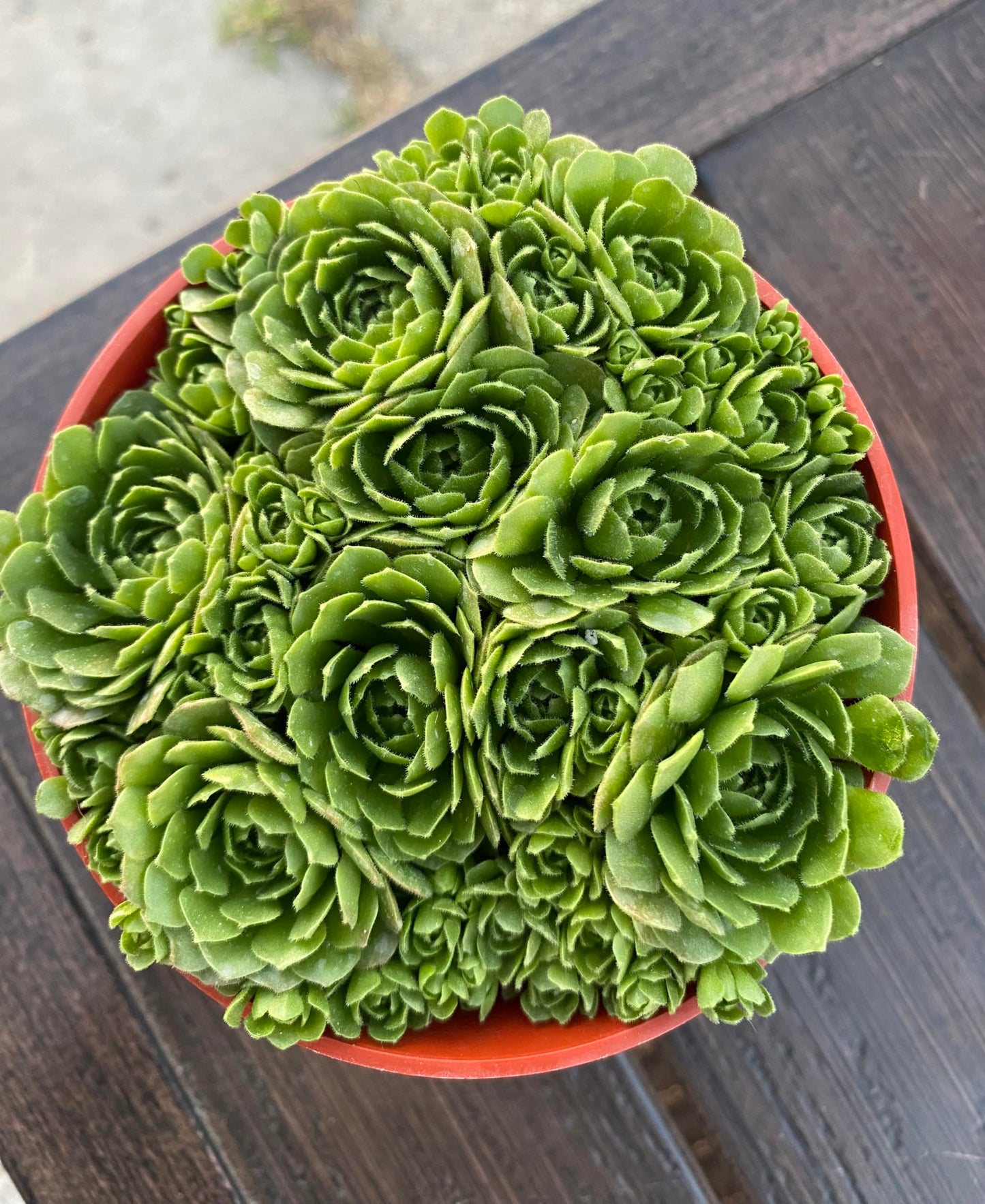 Live Succulent Plant Rosularia Platyphylla, Green Indoor Houseplant in Red Plastic Pot, 2-4 Inch, Low Water, Drought Tolerant, Bright Indirect Light