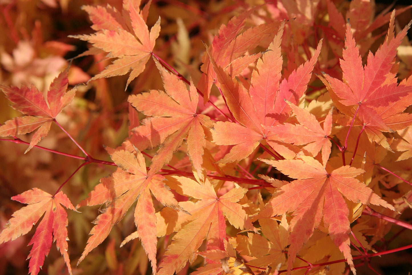 Coral Bark Japanese Maple Acer palmatum Sango Kaku 3 -Year Live Plant Brilliant Red Bark is Bright red, Year Round Beauty with a Spectacular Range of Leaf Color