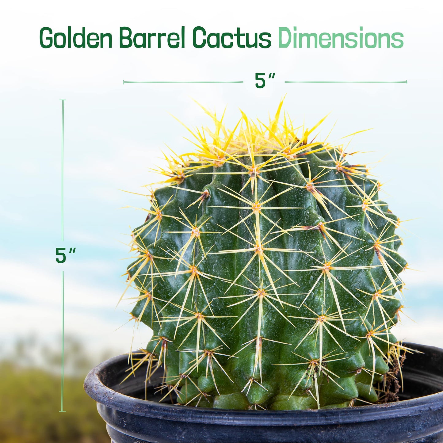 Cactus Outlet- Golden Barrel Cactus Plant - Live Cactus Plants - Barrel Cactus Plants Live - 1 Gal - Landscape Ready Barrel Cactus Plants Live Delivered Right to Your Door - Live Plants Outdoor
