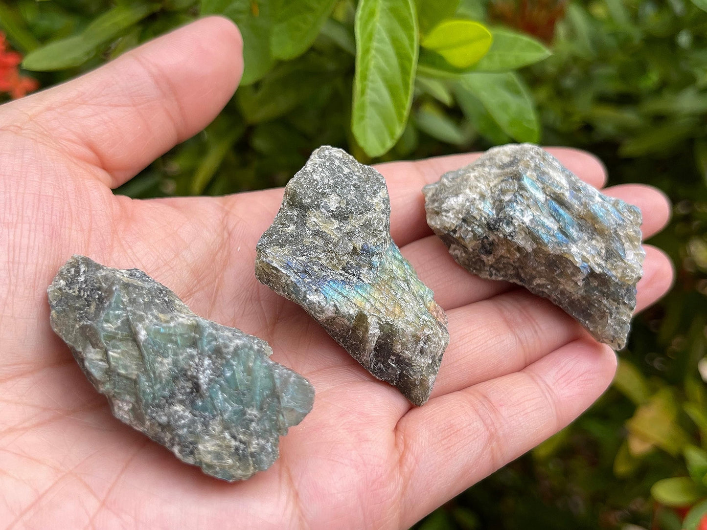 GAF TREASURES 1 Pound Raw Labradorite - Natural Labradorite Stone, Natural Rough Labradorite, Labradorite Rough, Labradorite Rocks (Labradorite)