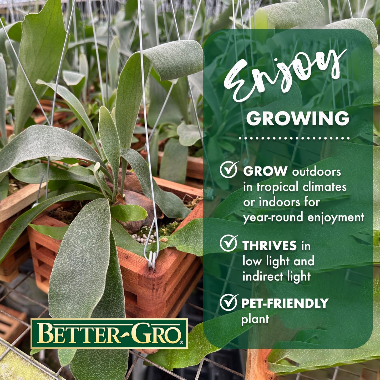 Better-GRO Staghorn Fern in 6" Wood Basket with 20" Wire Hanger