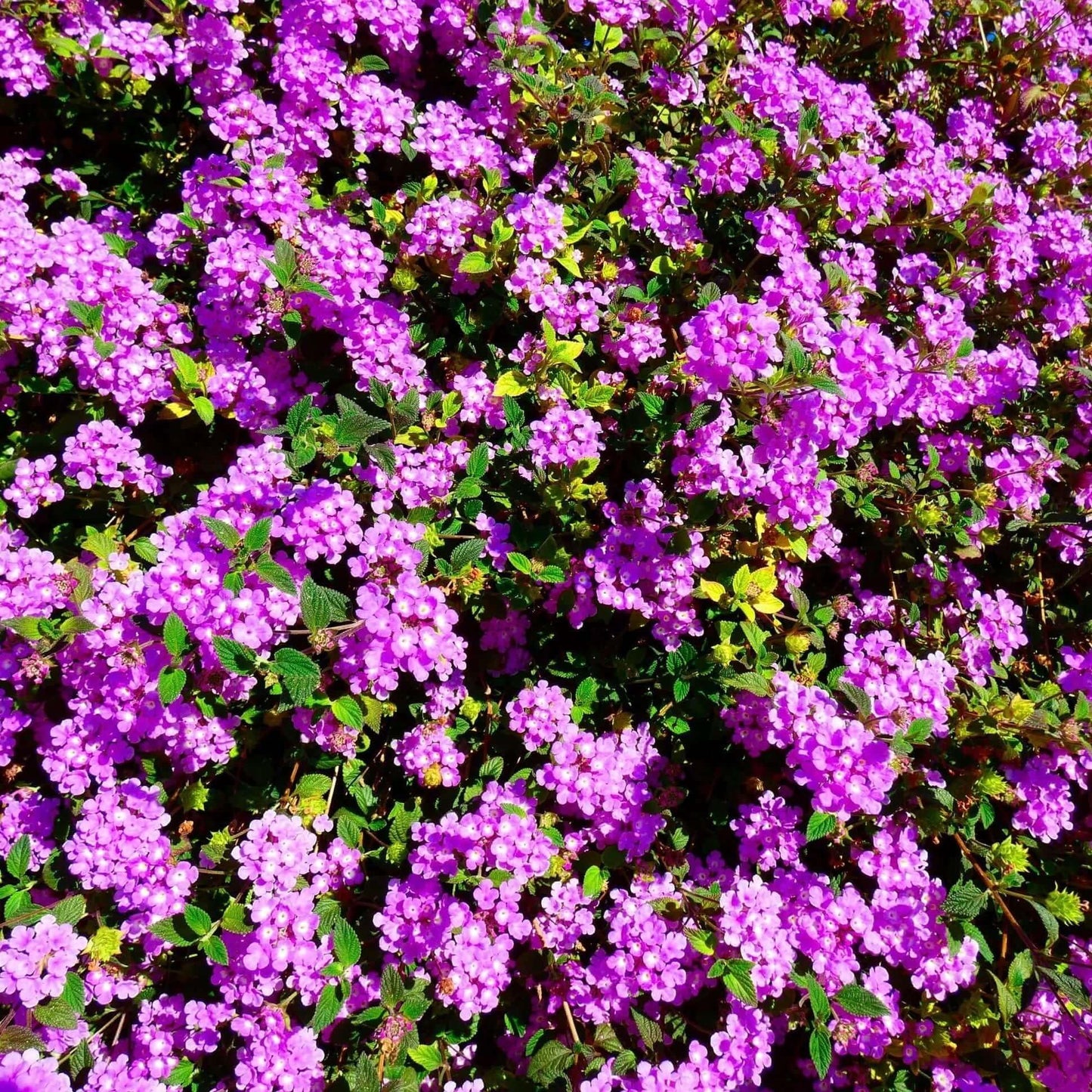 3 Purple Trailing Lantanas, Live Plants – Continuous Blooms, Thriving in 2.5” Nursery Cubes