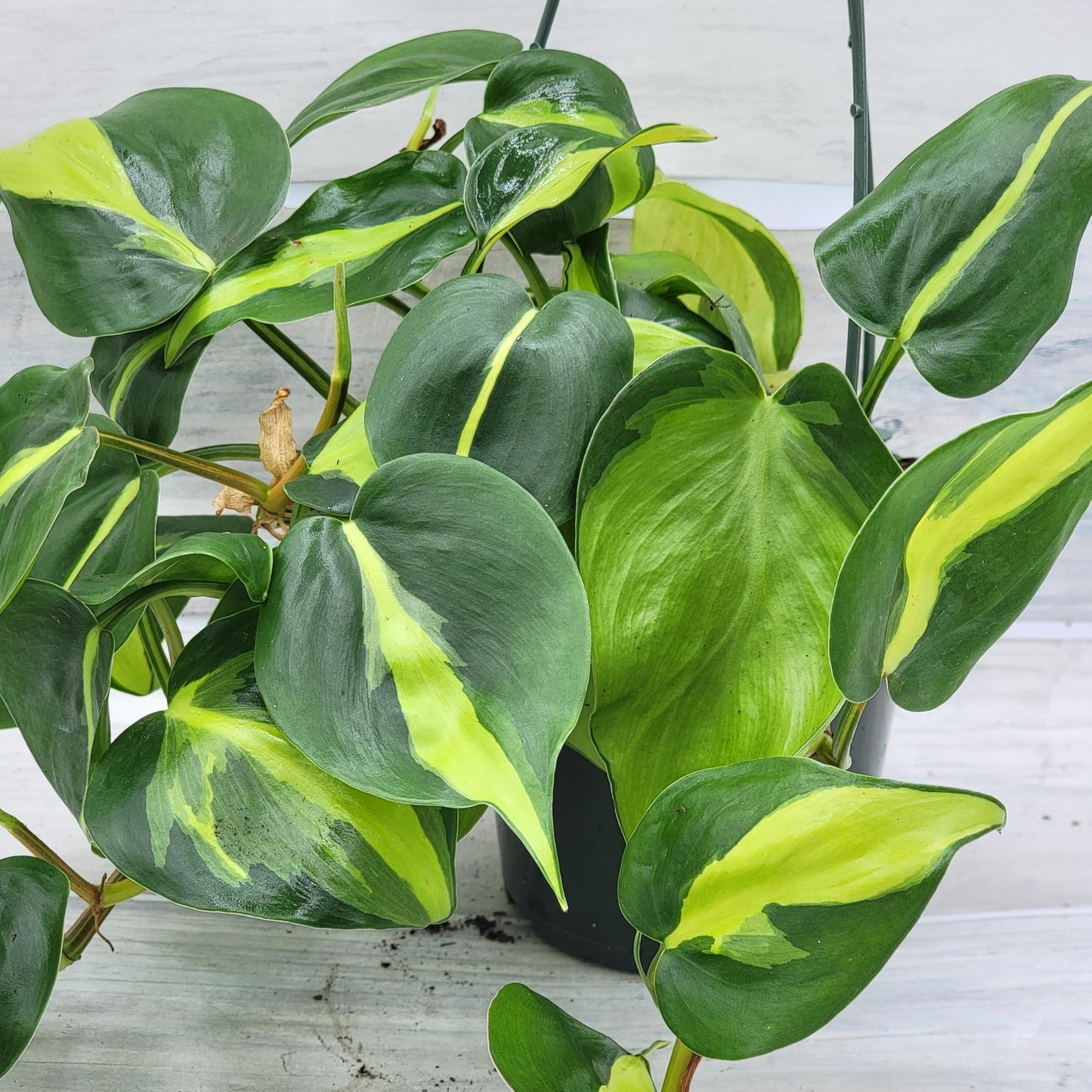 Philodendron Brazil aka Philo Brasil Sweetheart Live Rare Exotic Tropical Indoor House Plants in Nursery Plant Pot Housewarming Gift Decoration for Home and Office by 3exoticgreen (4" Pot)