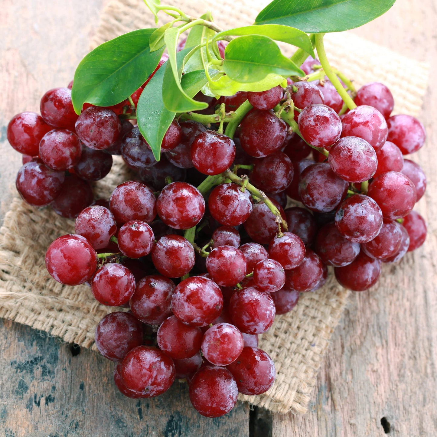 Garden State Bulb Red Suffolk Seedless Grape, Bare Root, Non-GMO, Spring Planting (Bag of 1)