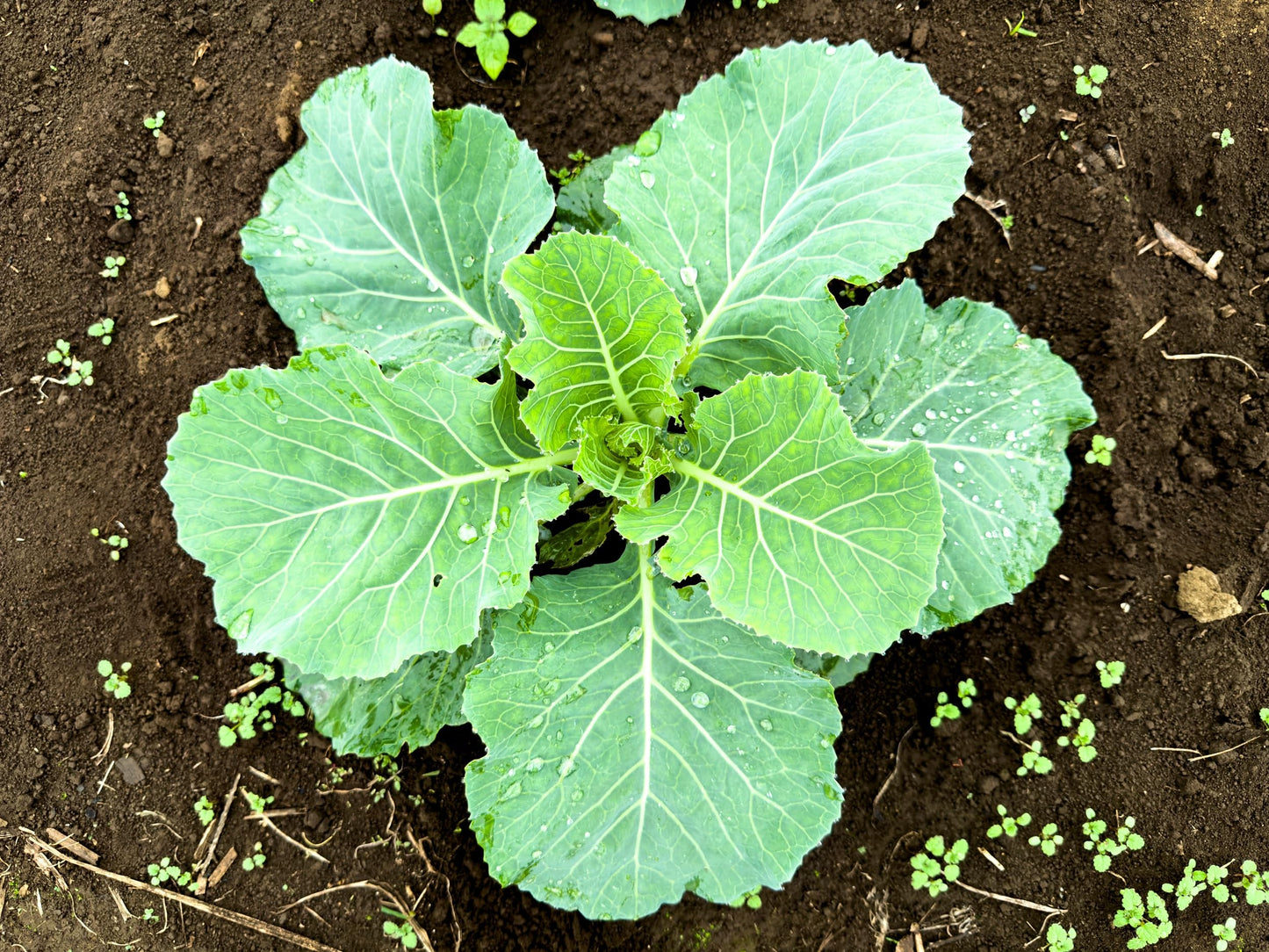 Bulk Red Acre Cabbage Seeds for Planting - 1 Pound Over 128,000 Heirloom Non GMO Seeds -Plant & Grow Outdoor Vegetable Garden