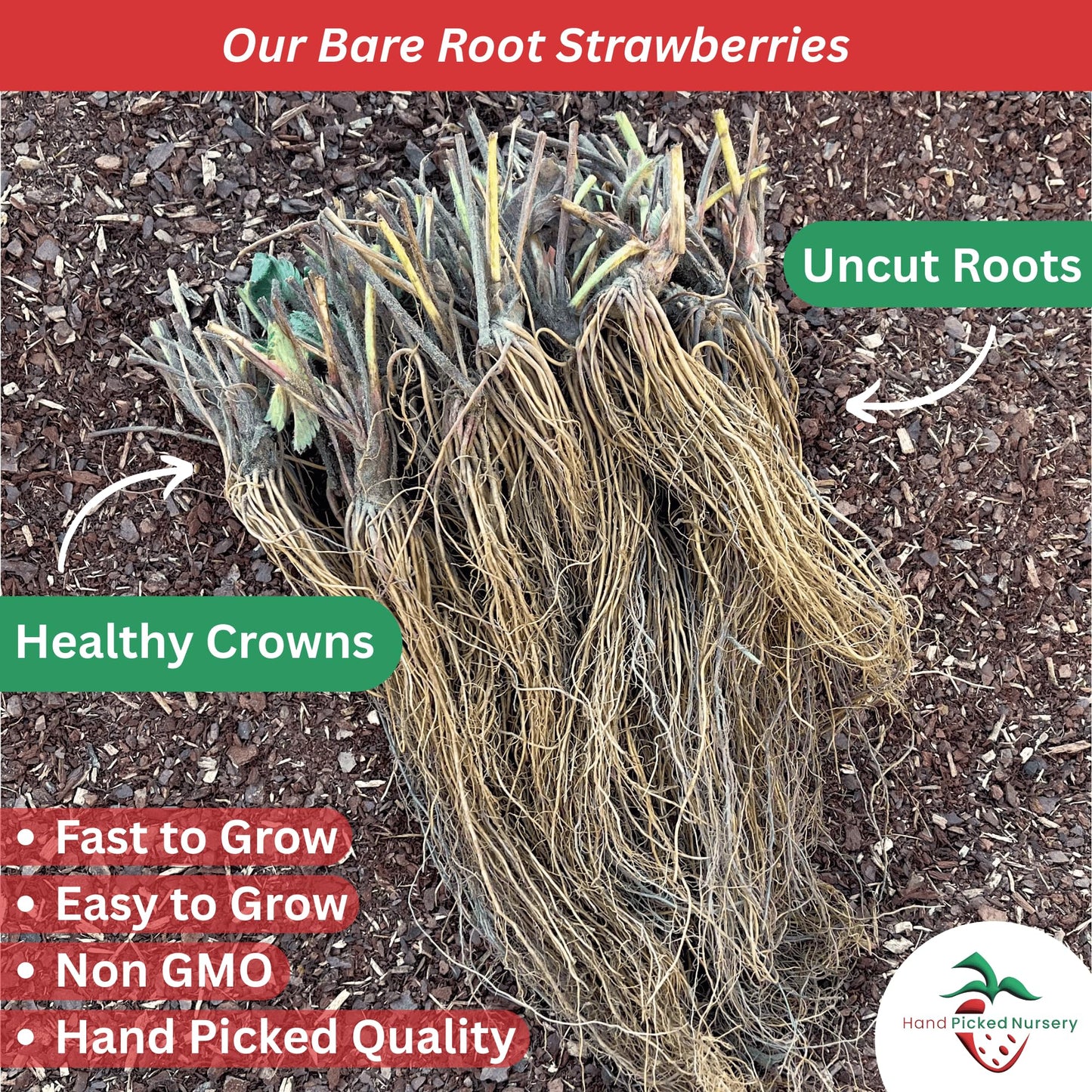 Allstar June Bearing Bare Root Strawberry Plants - Very Hardy, Great for Beginners - from Hand Picked Nursery (50)