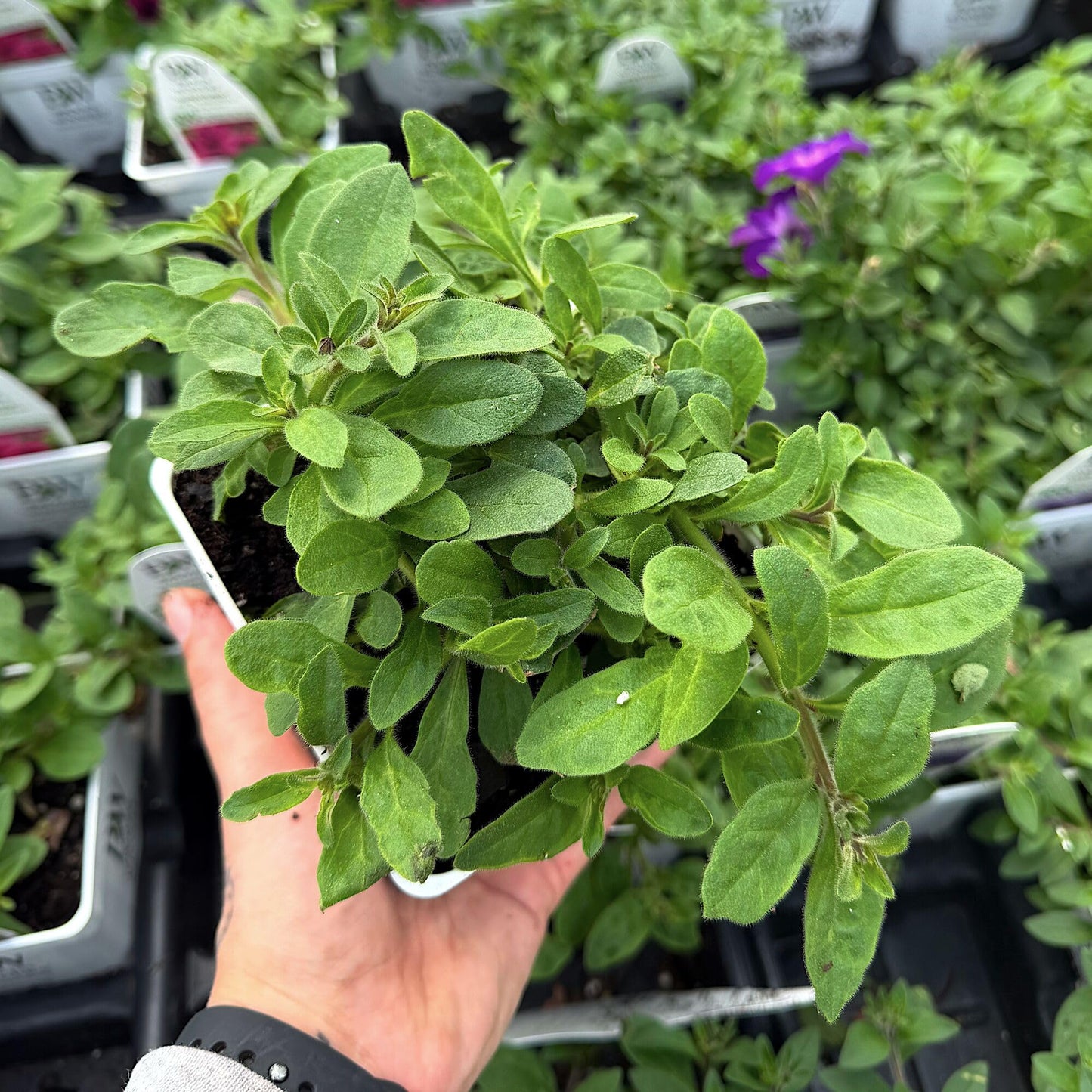 Supertunia Royal Magenta, Petunia Hybrid Live Plant, Flowering Plant, Flowers in Brilliant Color with Mounding and Trailing Habit, Container Size: 4.5"