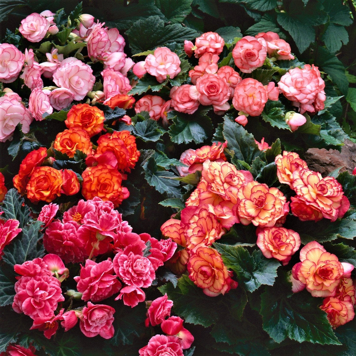 Easy to Grow Begonia Cascade Mix 6 Bulbs - Colorful Blooms for Hanging Baskets & Planters Shade Tropical
