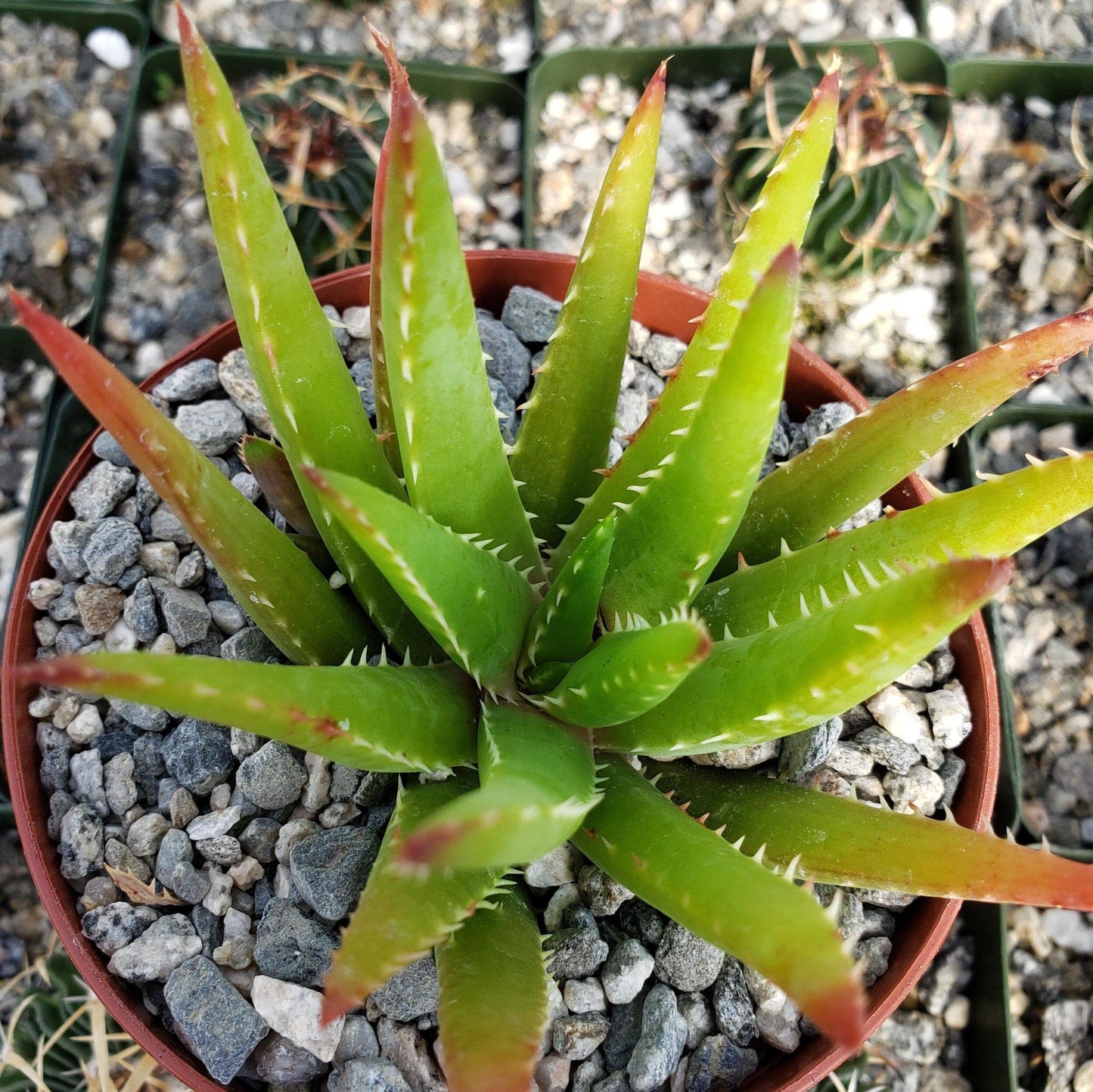 Aloe Vera chinensis Cacti Cactus Succulent Real Live Plant