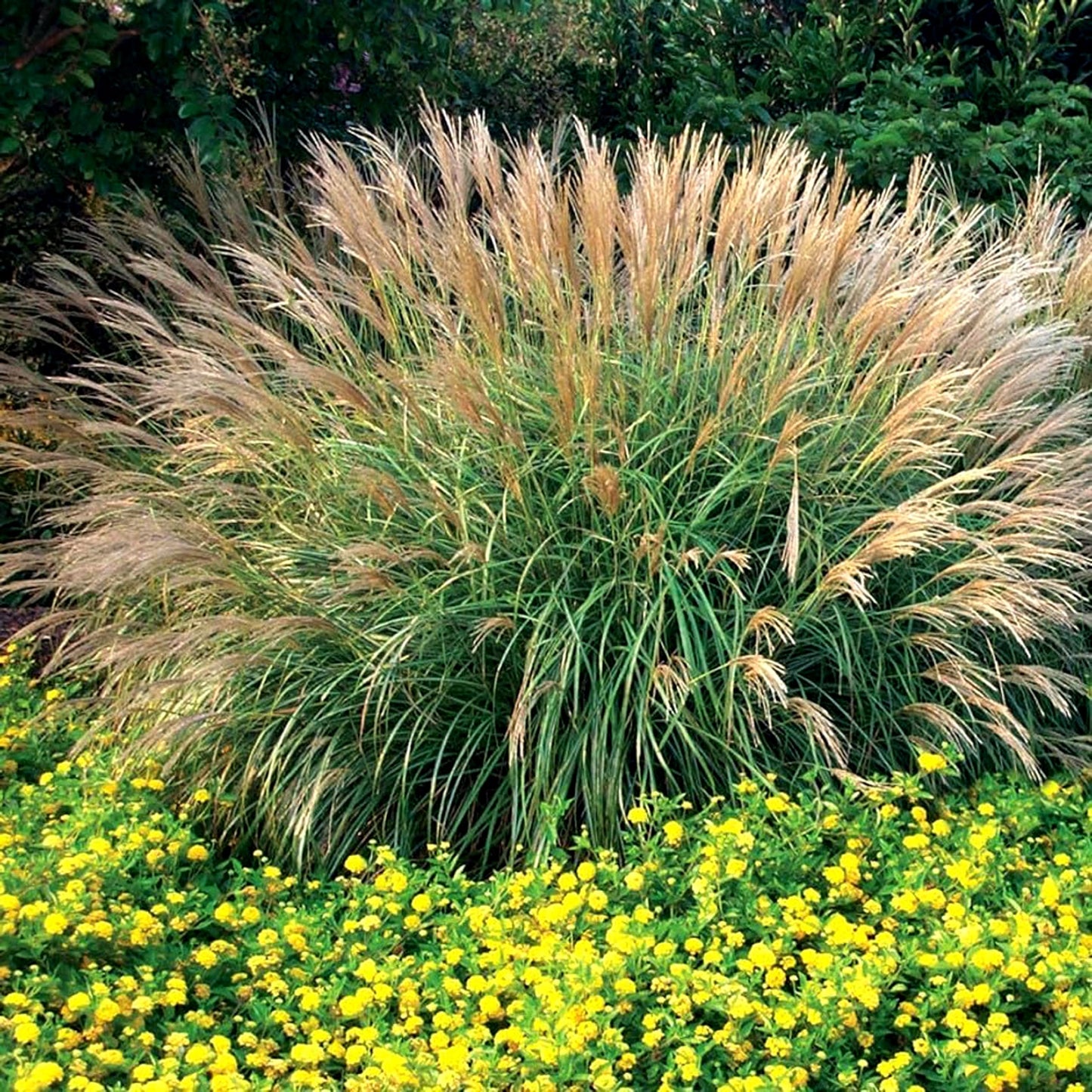 Adagio Maiden Grass | 3 Live Quart Sized Plants | Miscanthus Sinensis | Fast Growing Cold Hardy Ornamental Plants