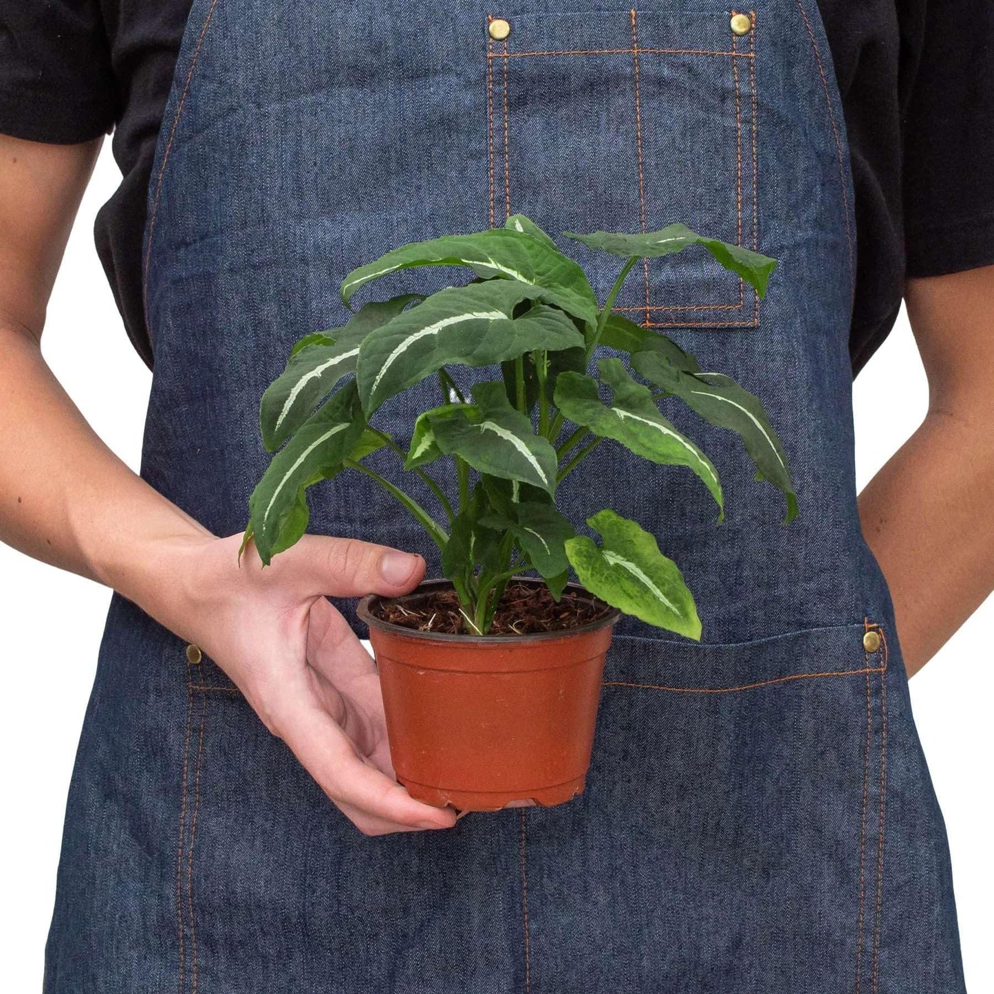 Syngonium wendlandii Black Velvet Live Plant for Indoor | Different Houseplants in 4'' & 6'' Pot | Real House Plant for Living Room, Office, Desk & Bathroom | Black Velvet
