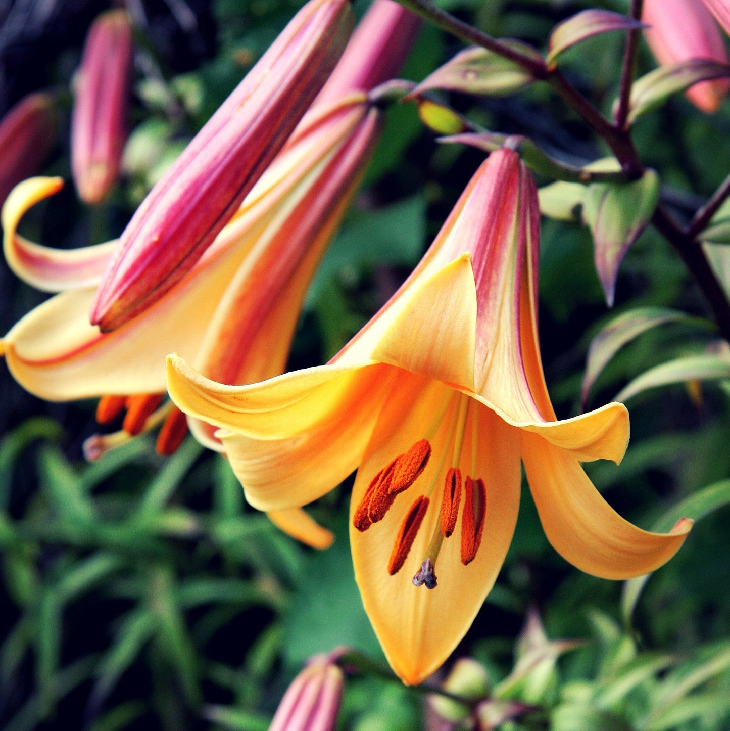 Easy to Grow Lilium Trumpet Lily 'African Queen' Large Plant Bulb (1 Pack) - Tall Fragrant Golden-Apricot Blooms in Summer Gardens