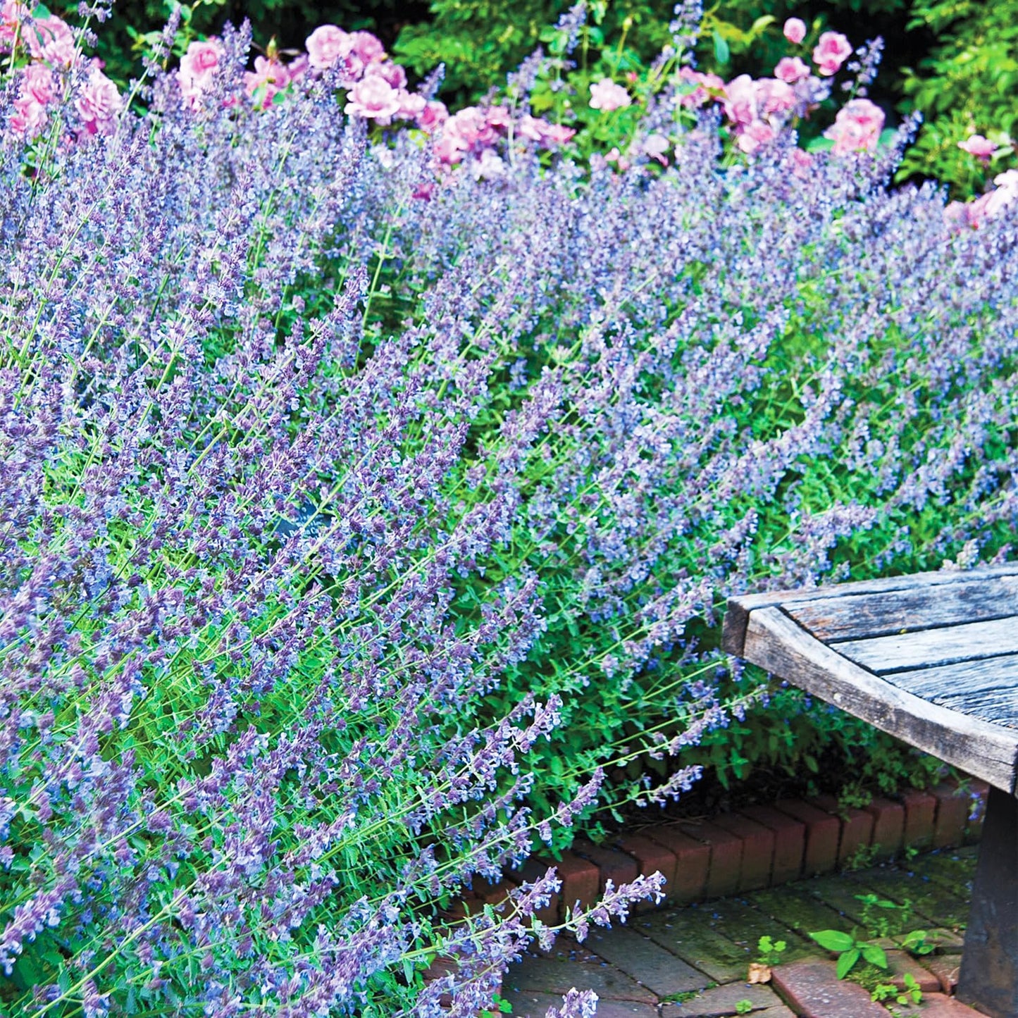 Direct Gardening Walker's Low Catmint Nepeta Dormant Bare Root Flowering Pernenial Starter Plant