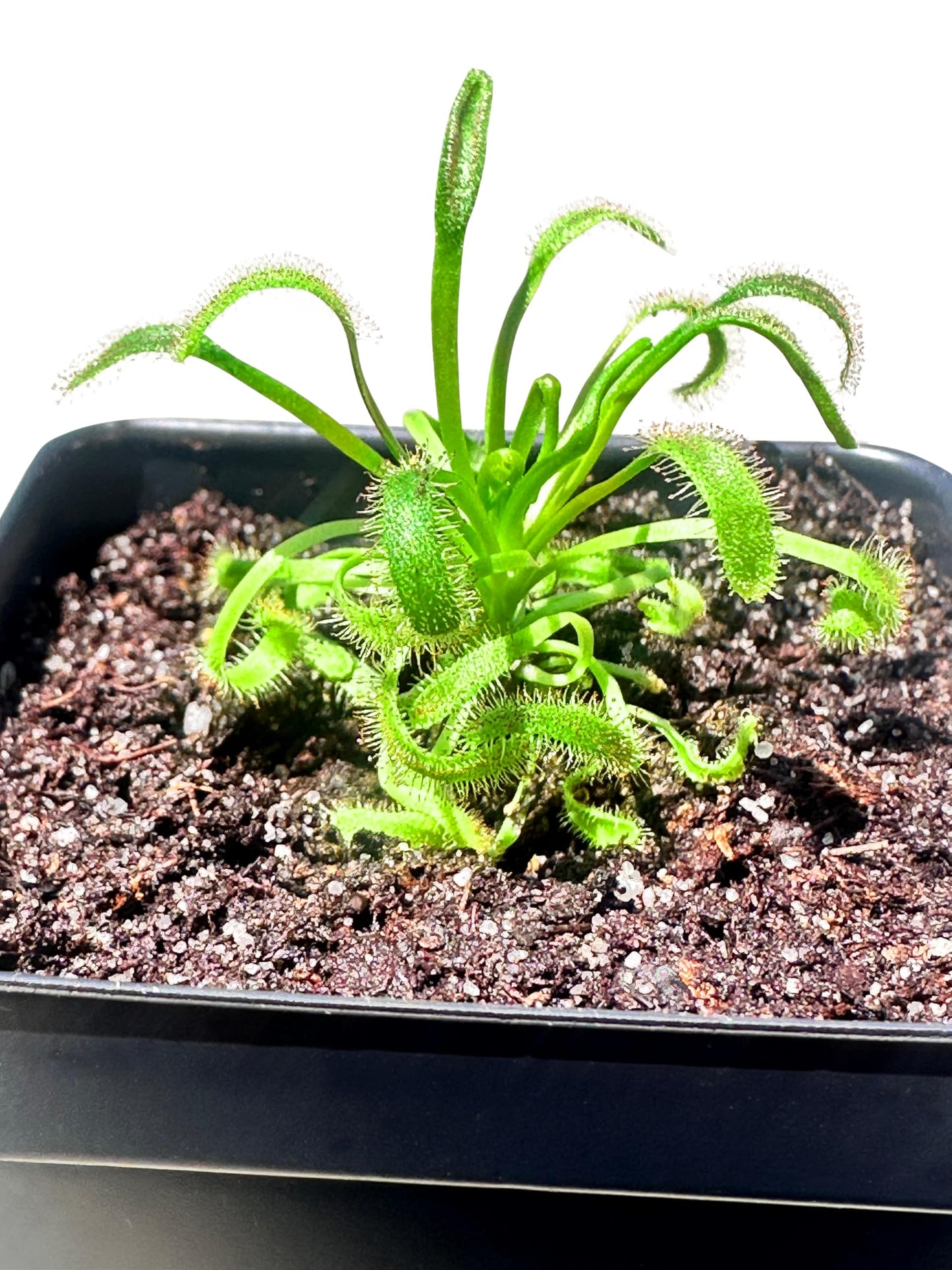Cape Sundew (Drosera capensis) – Carnivorous Plant with Pot, Easy Indoor Grow Kit for Beginners & Nature Enthusiasts